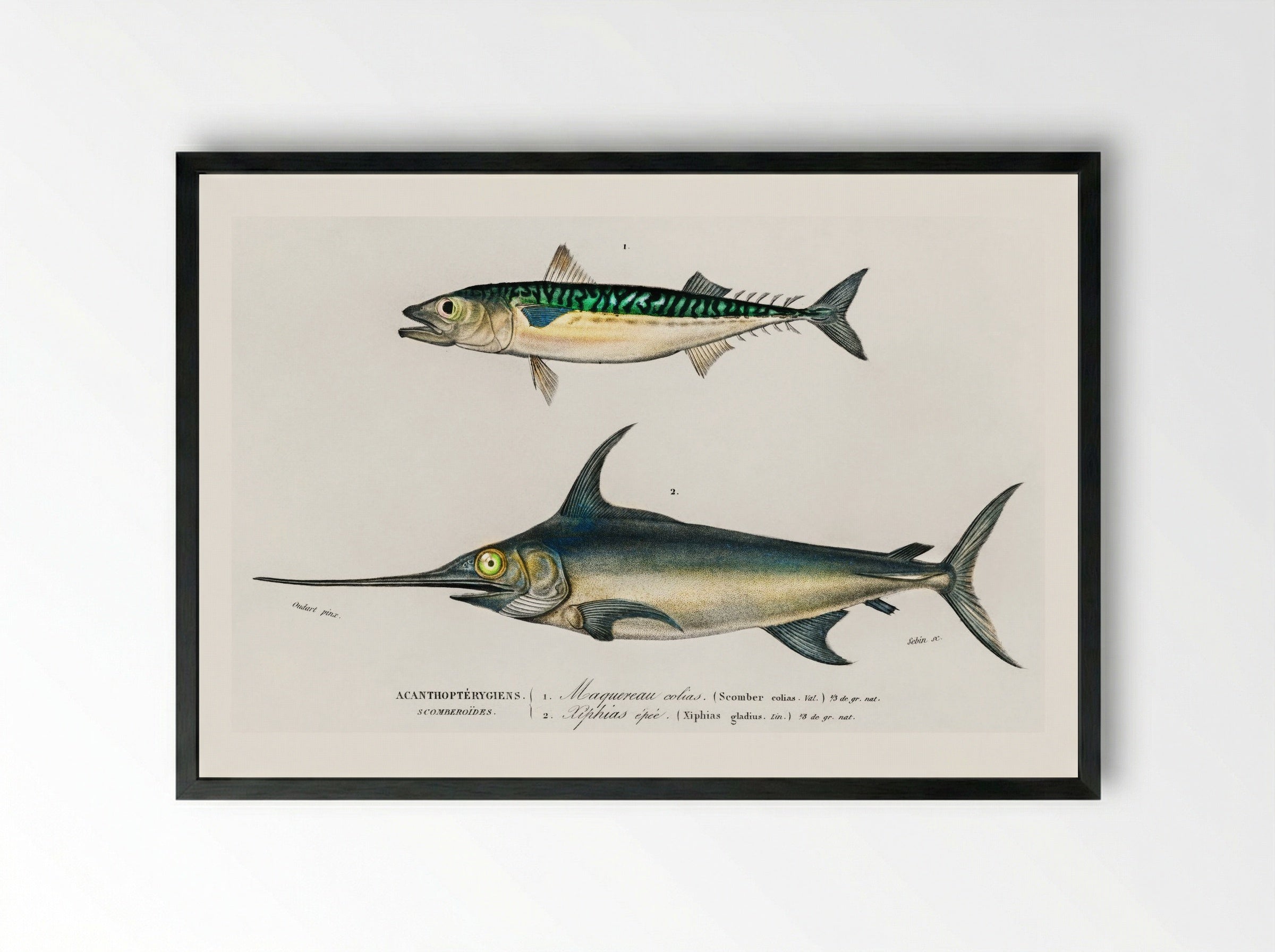Different Types of Marine Life - Charles Dessalines D'Orbigny - Framed Print Black