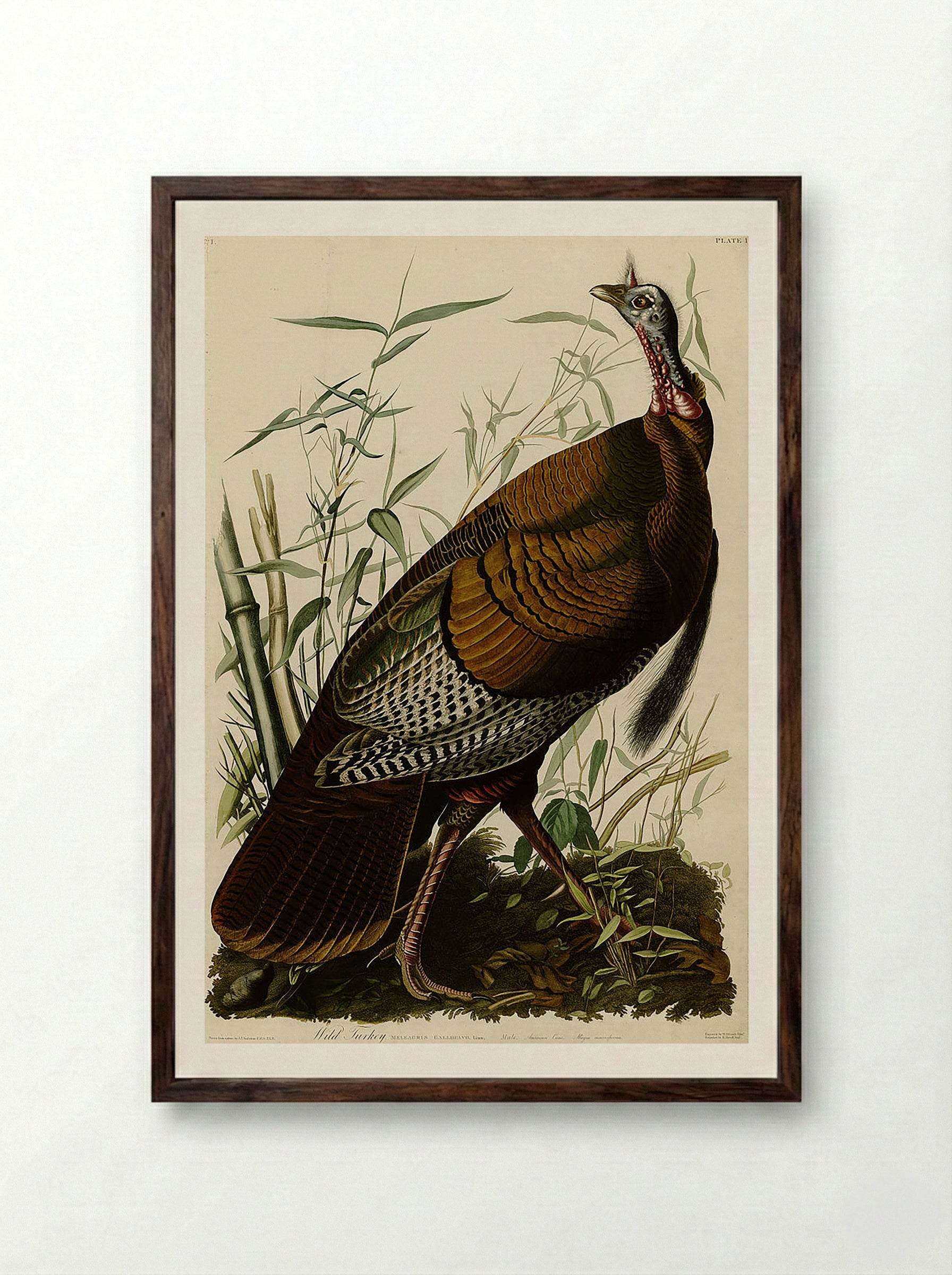 Plate 1. Wild Turkey - John James Audubon - Framed Print Dark Wood