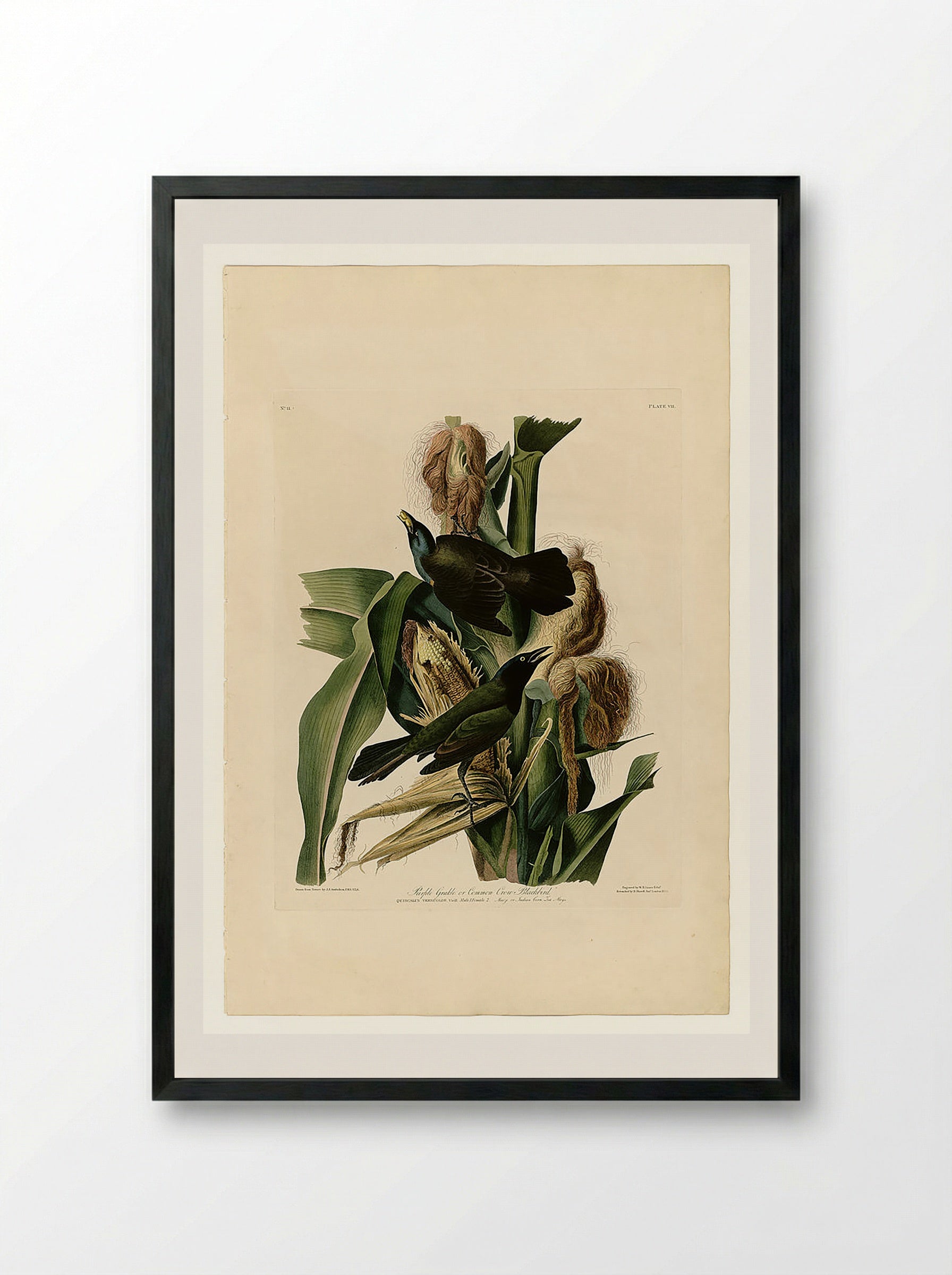Plate 7. Purple Grakle or Common Crow Blackbird - John James Audubon - Framed Print Black