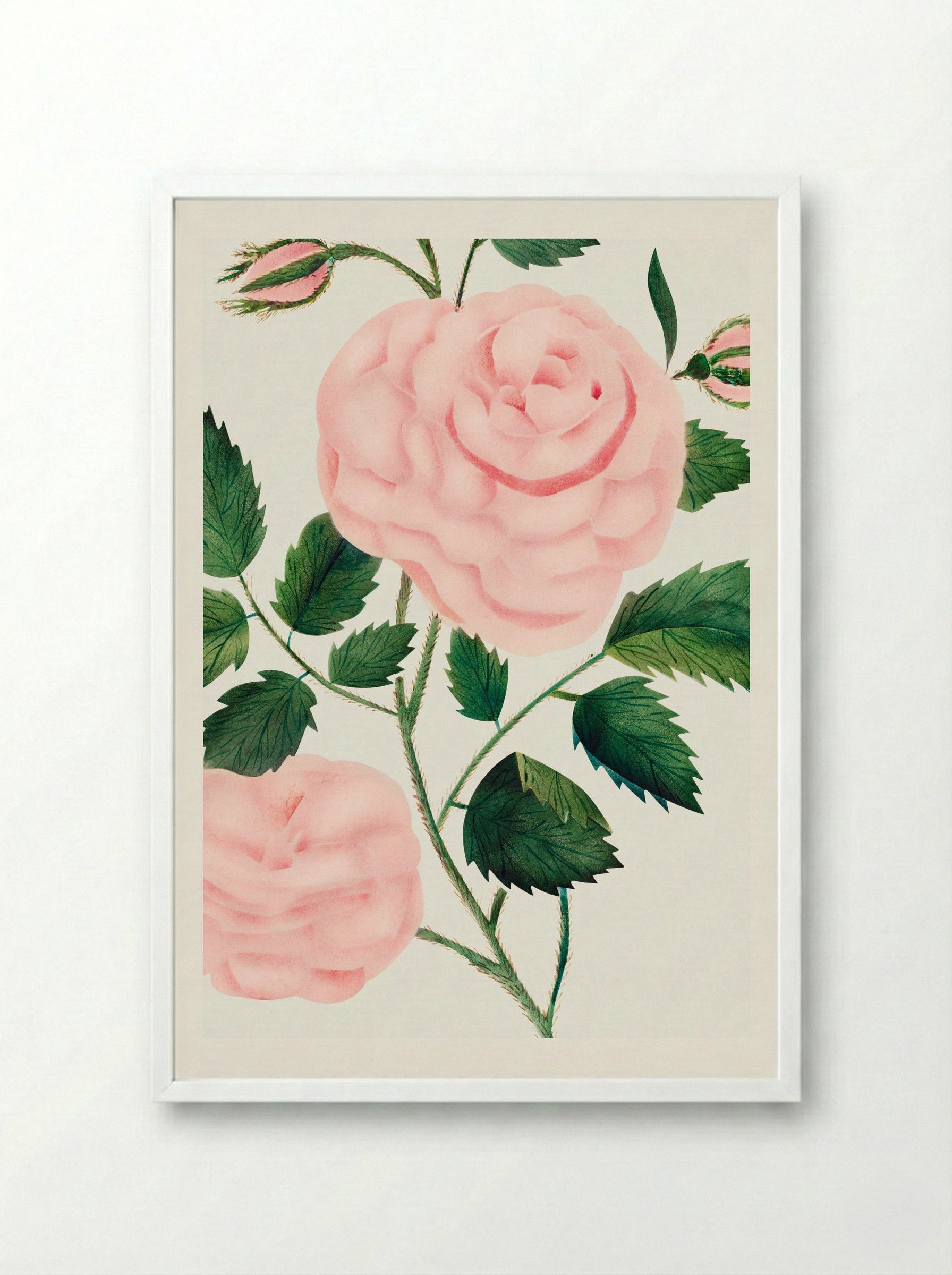 Damask Rose - Mary Altha Nims - Framed Print White