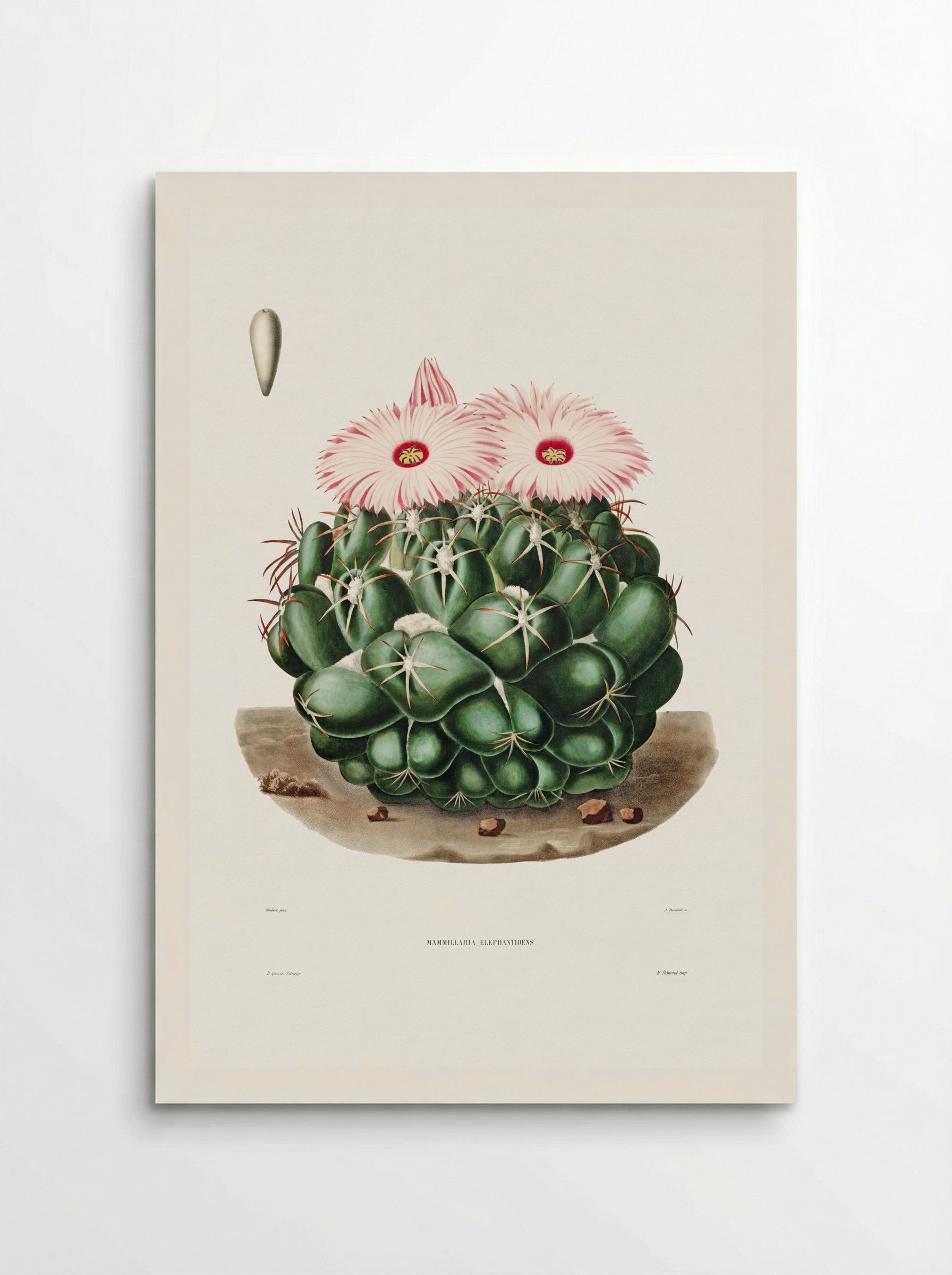 Mammillaria Elephantidens - Charles Antoine Lemaire - Poster