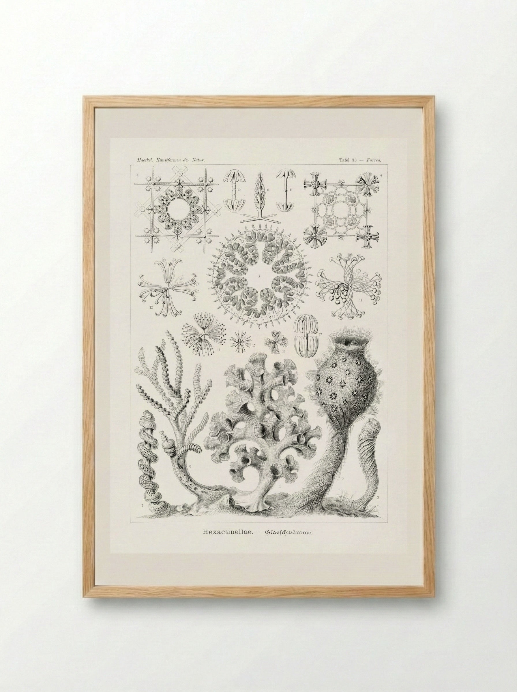 Hexactinellae-Glasschwämme (1904) - Ernst Haeckel - Framed Print Wood