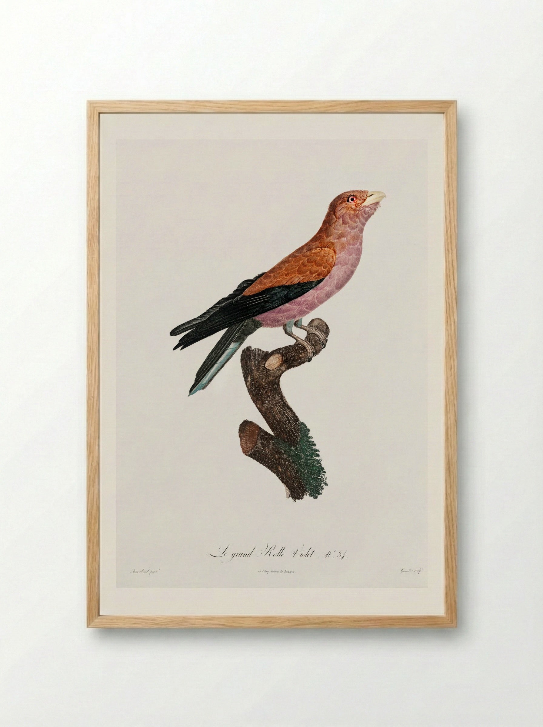 Great Violet Roller - Jacques Barraband - Framed Print Wood