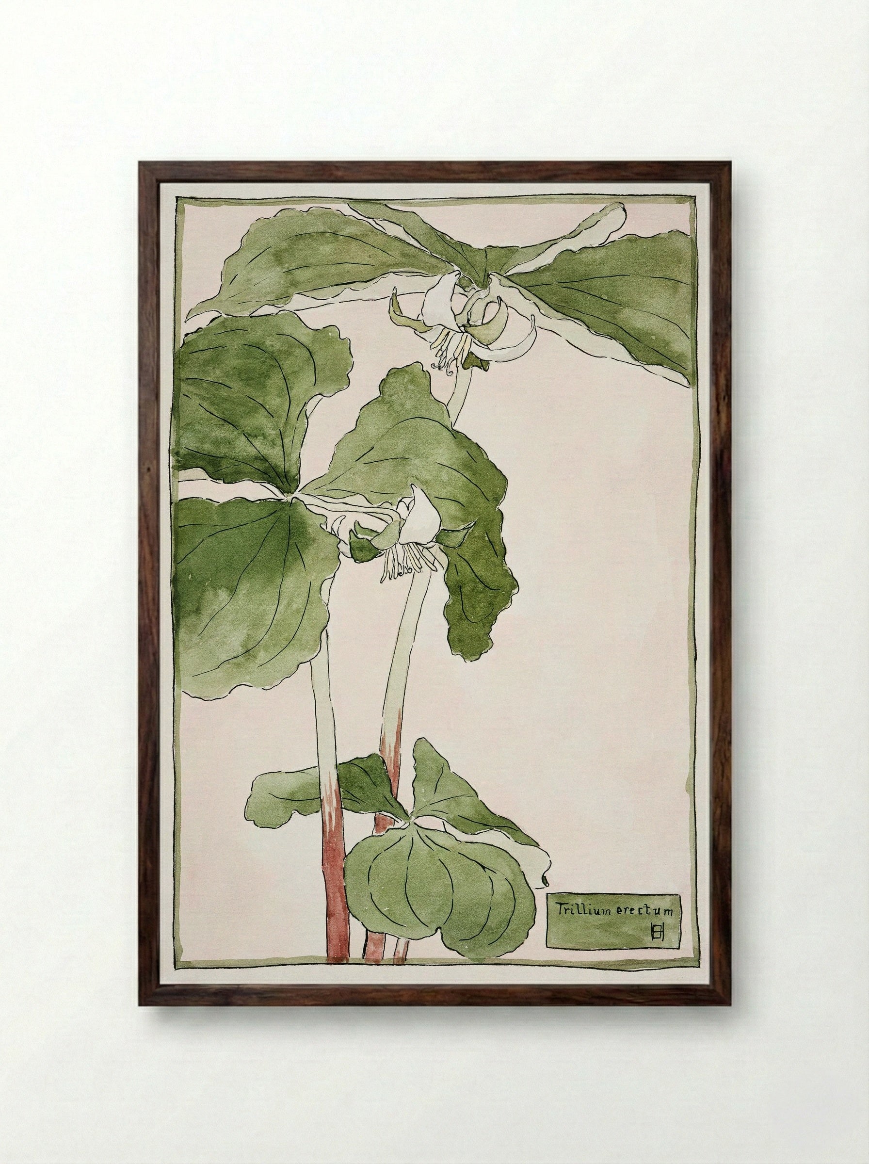 Trillium Erectum (1915) - Hannah Borger Overbeck - Framed Print Dark Wood