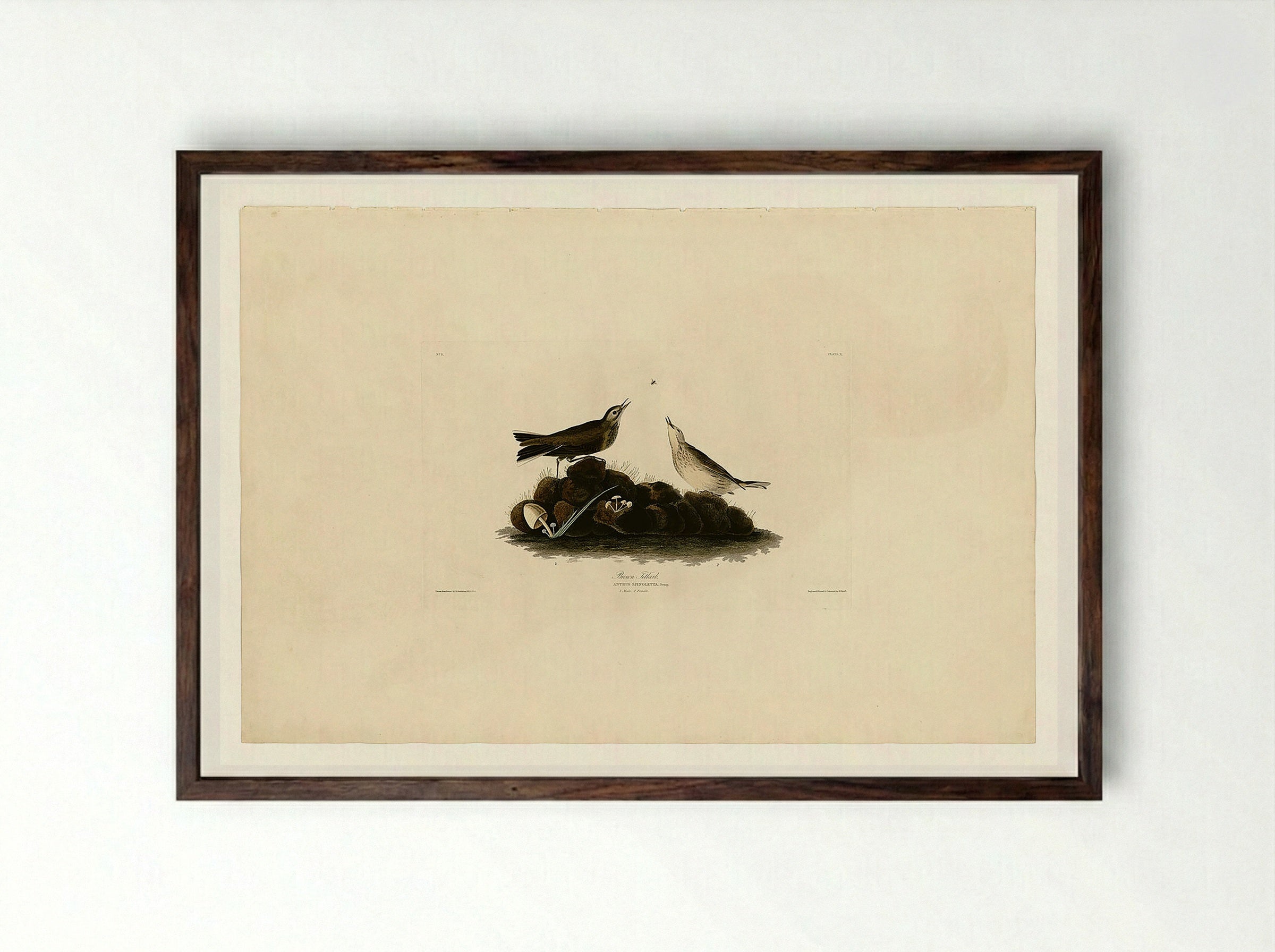 Plate 10. Brown Titlark - John James Audubon - Framed Print Dark Wood