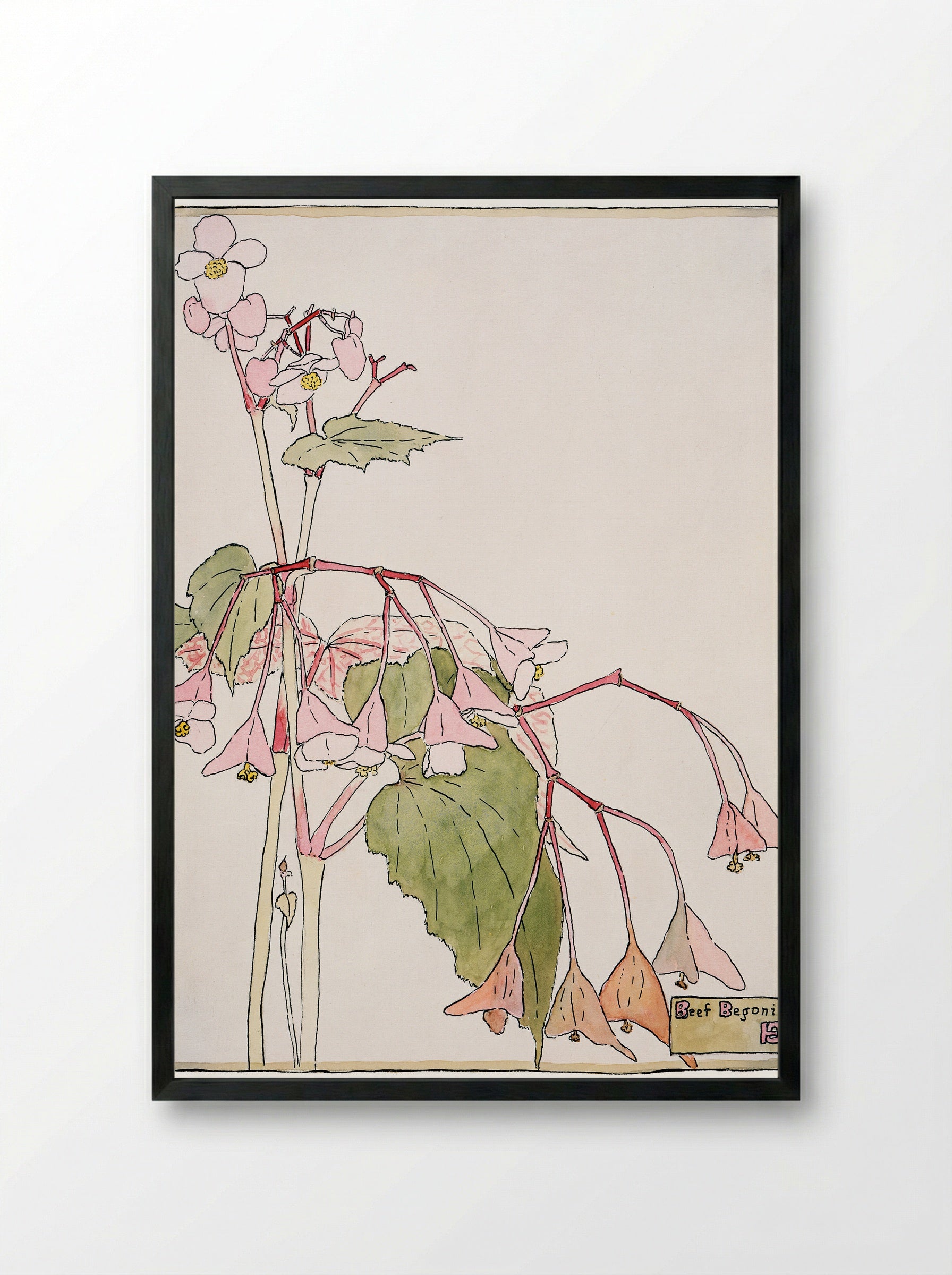 Beef Begonia (1915) - Hannah Borger Overbeck - Framed Print Black