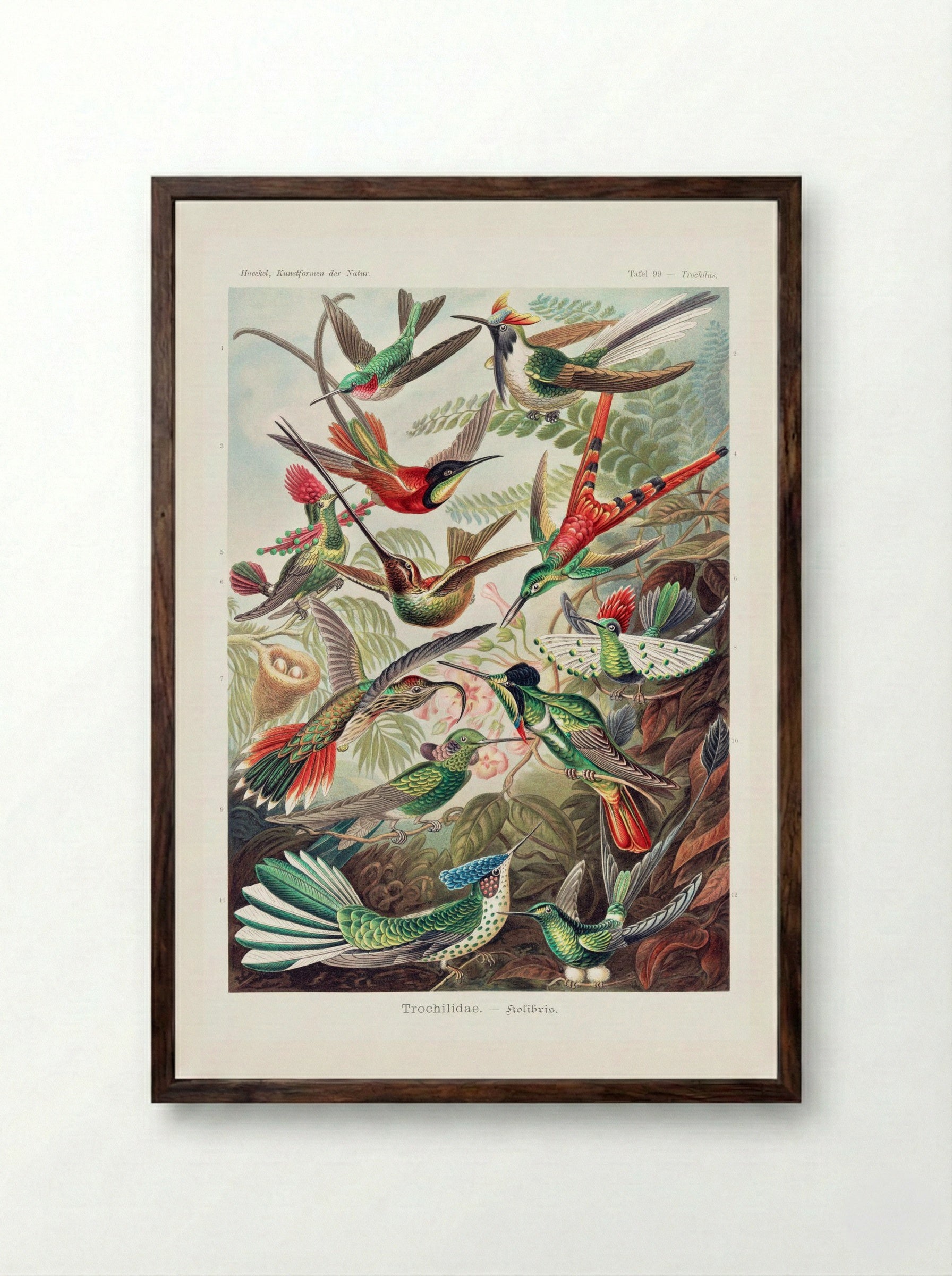 Trochilidae-Kolibris (1904) - Ernst Haeckel - Framed Print Dark Wood