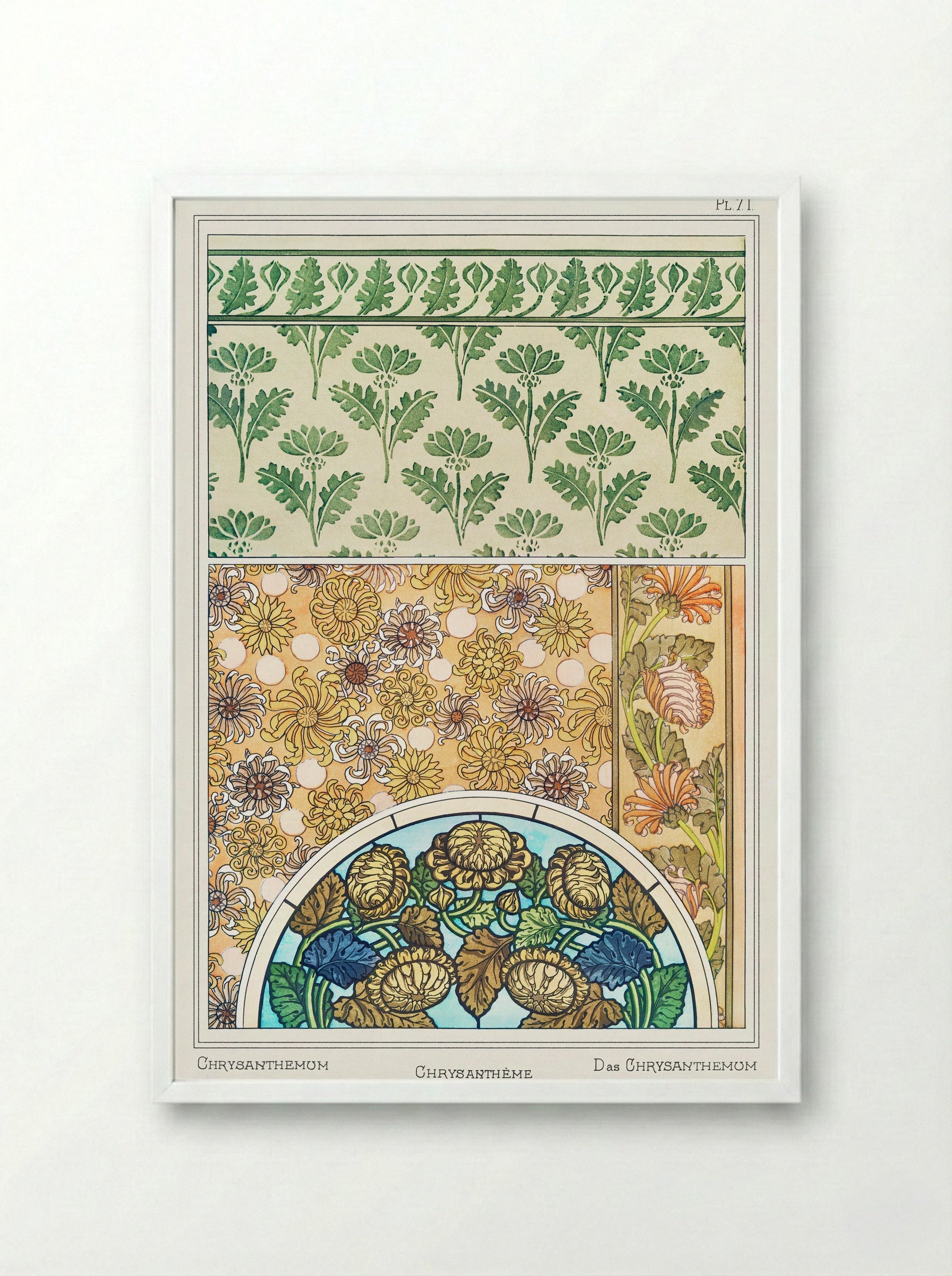 Chrysanthème (Chrysanthemum) from La Plante et ses Applications ornementales - Maurice Pillard Verneuil - Framed Print White