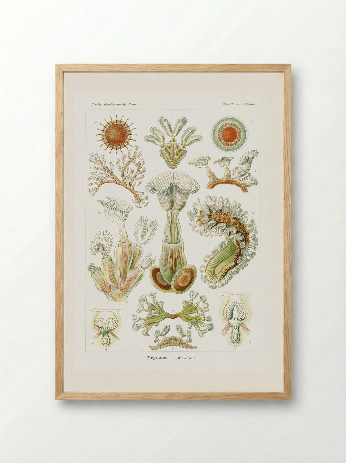 Bryozoa-Moostiere (1904) - Ernst Haeckel - Framed Print Wood