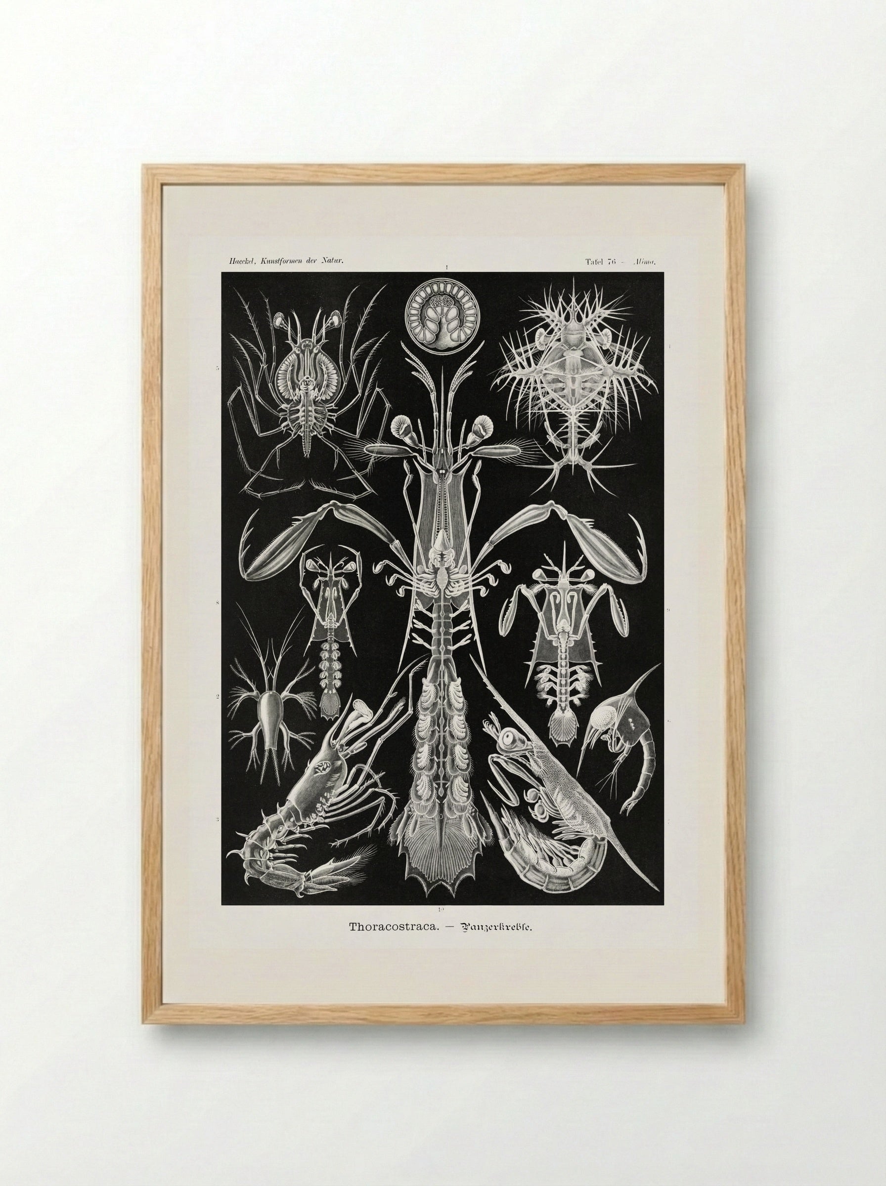 Thoracostraca-Panzerkrebse (1904) - Ernst Haeckel - Framed Print Wood