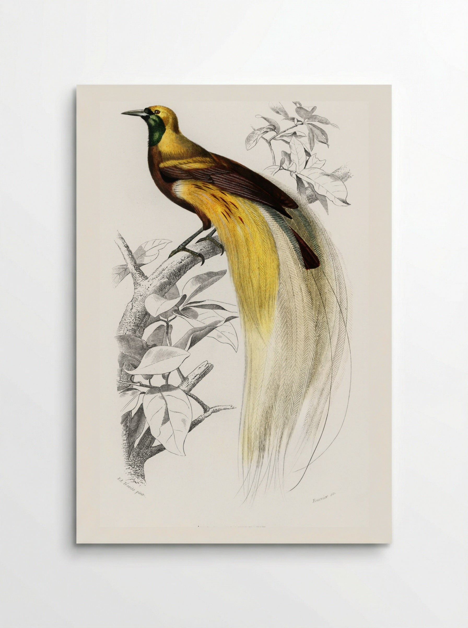 Paradisaea Apoda - Charles Dessalines D'Orbigny - Poster