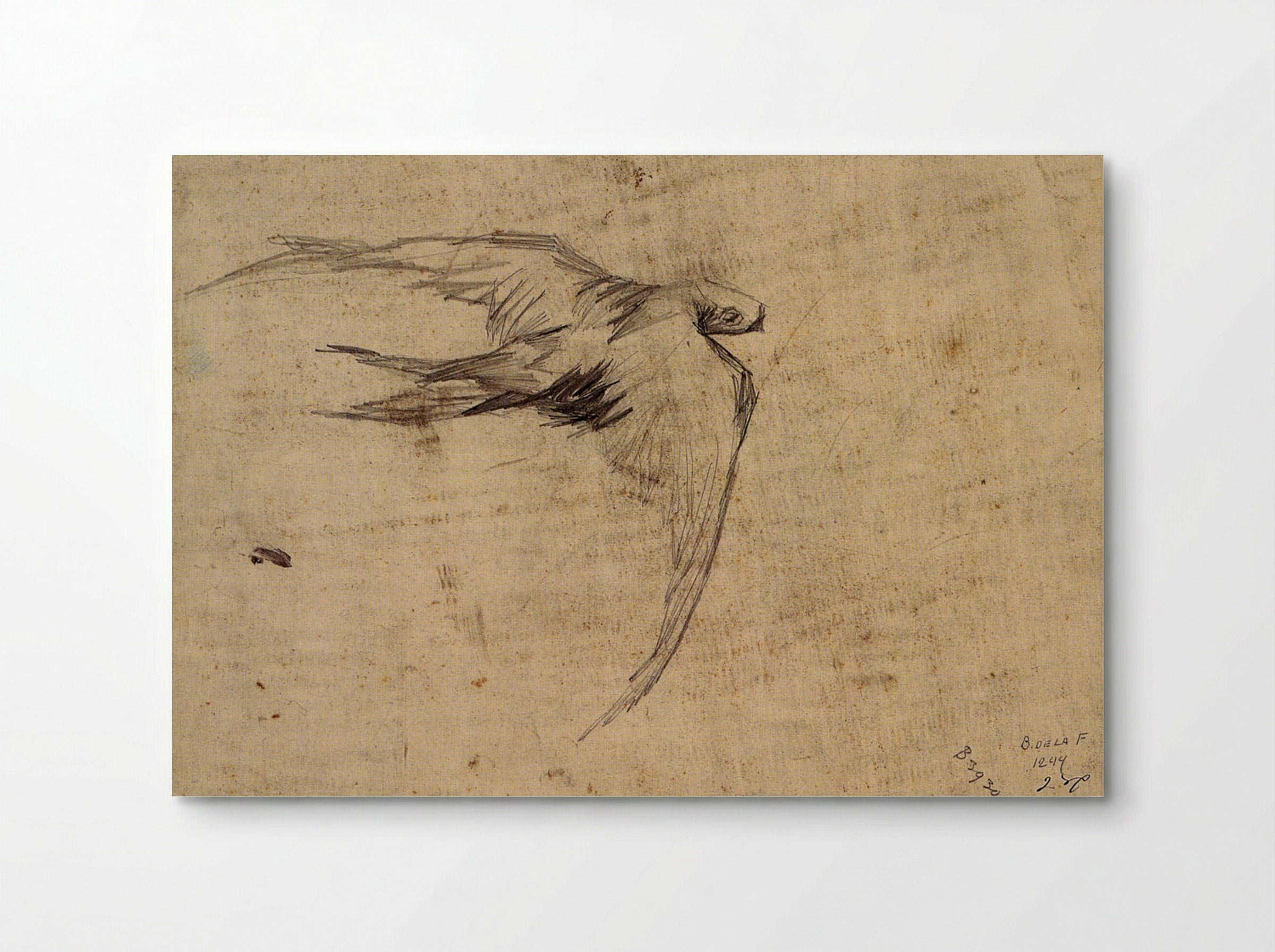 Study of a Swift in Flight - Leonardo da Vinci - Poster