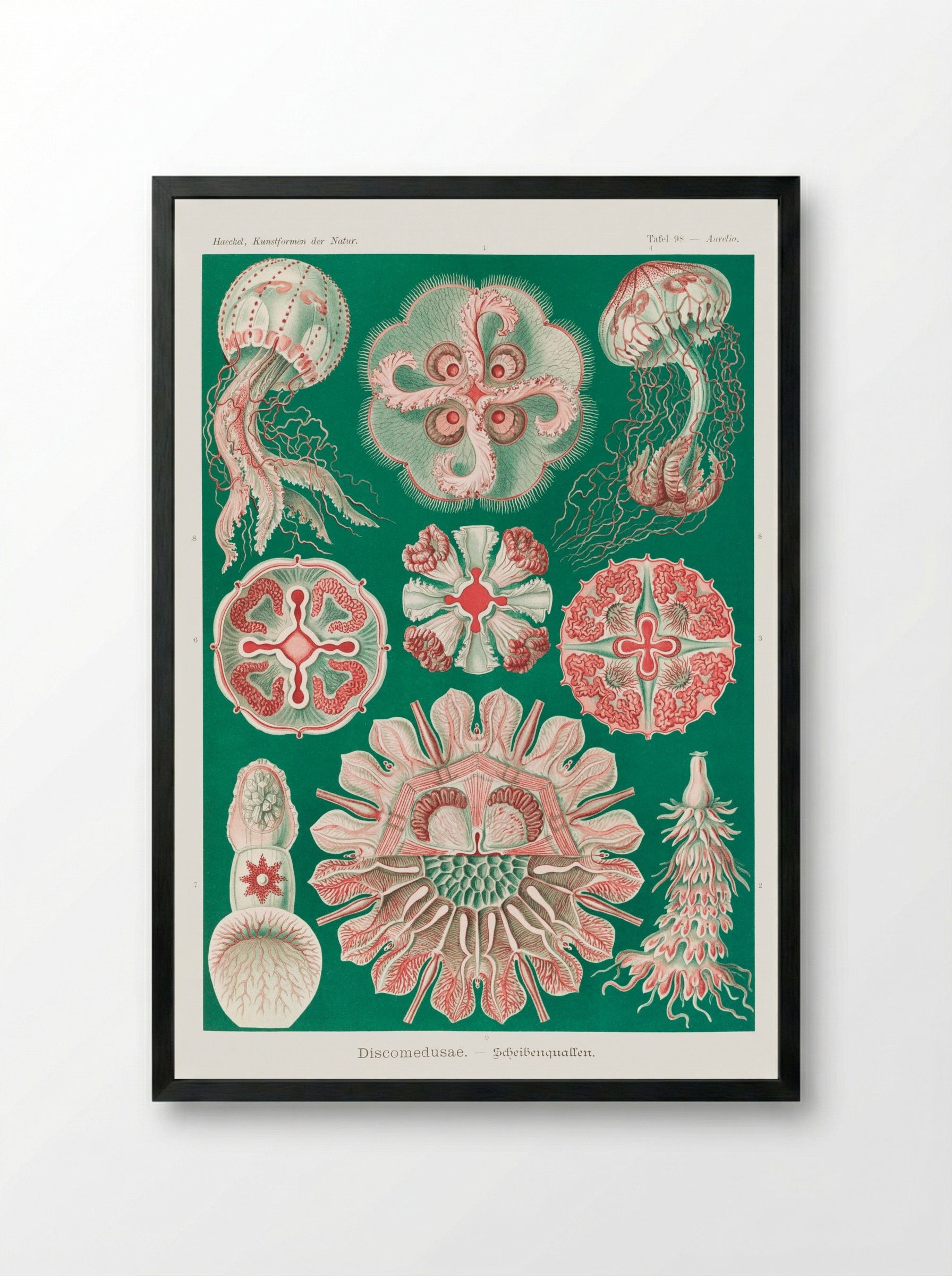 Discomedusae-Schweibenquallen (1904) - Ernst Haeckel - Framed Print Black