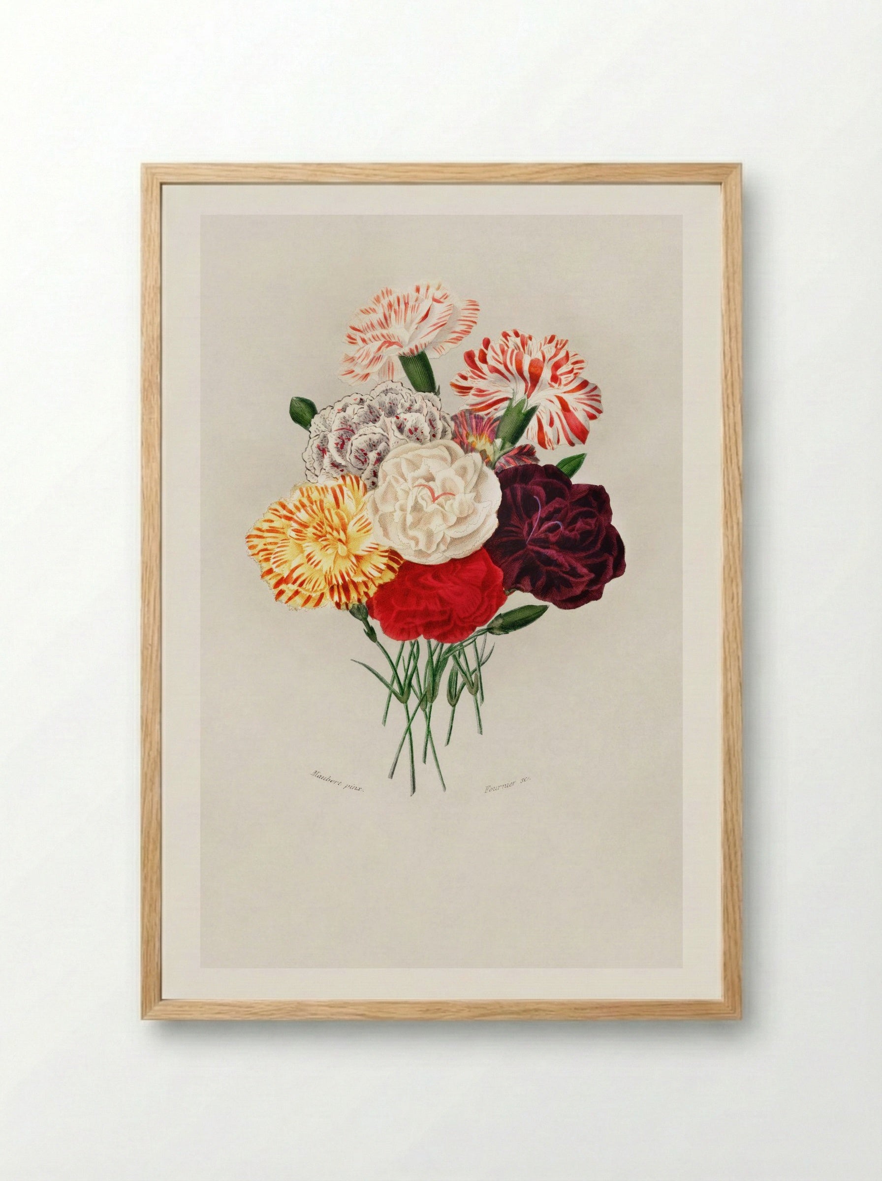 Carnation (Dianthus caryophyllus) - Charles Dessalines D'Orbigny - Framed Print Wood