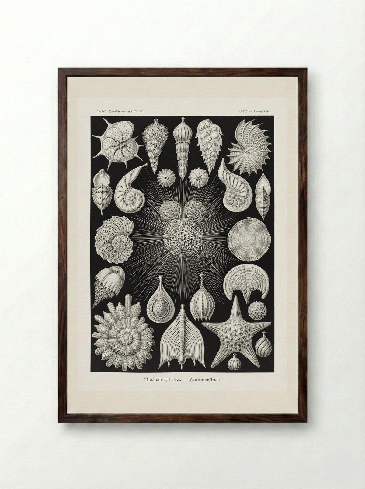 Thalamophora-Kammerlinge (1904) - Ernst Haeckel - Framed Print Dark Wood
