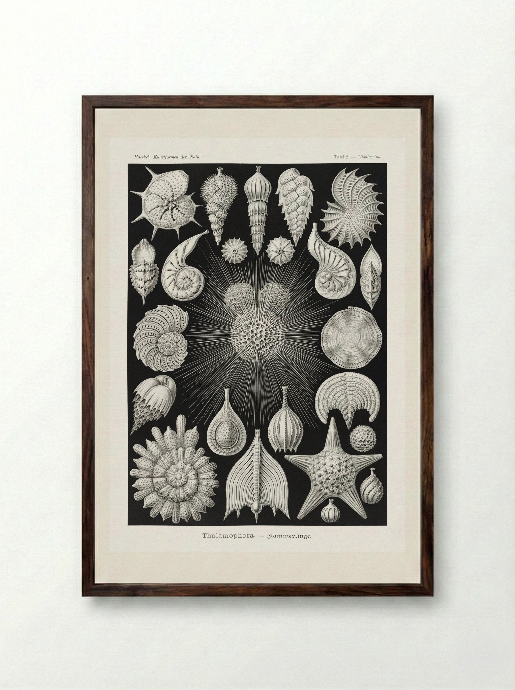 Thalamophora-Kammerlinge (1904) - Ernst Haeckel - Framed Print Dark Wood