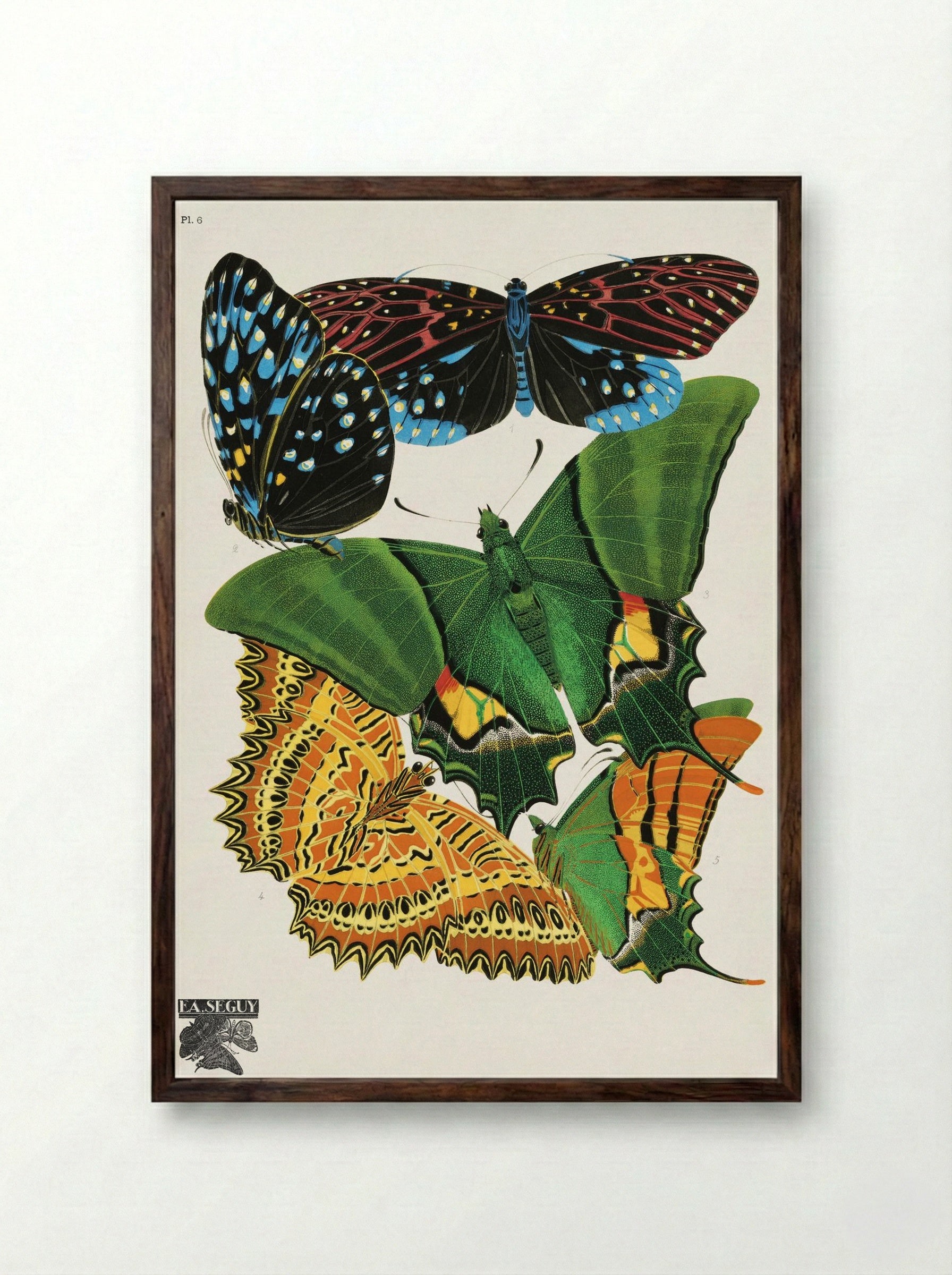 Butterflies, Plate 6 - Eugène Alain Séguy - Framed Print Dark Wood