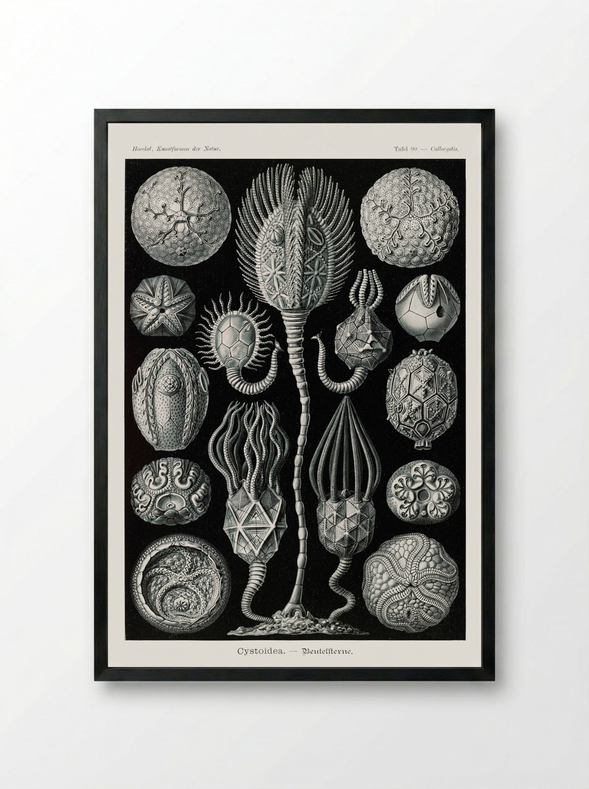 Cystoidea-Beutelsterne (1904) - Ernst Haeckel - Framed Print Black