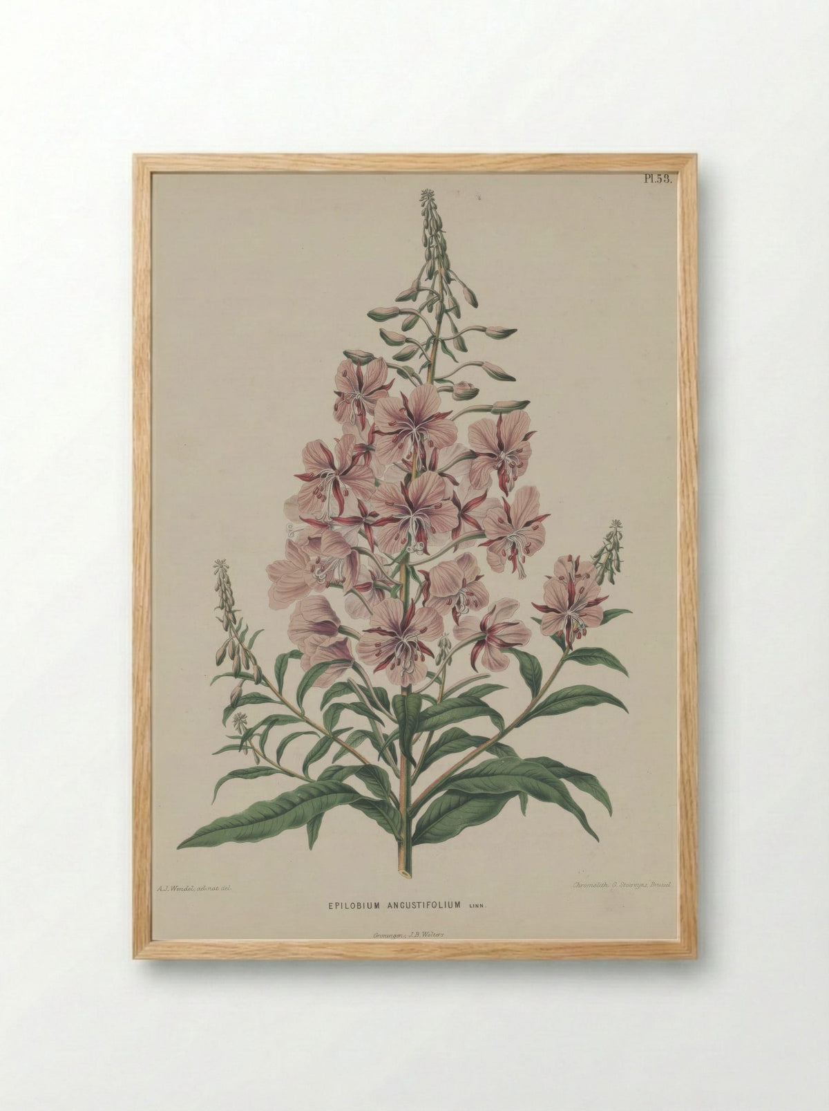 Epilobium Angustifolium L. - A. J. Wendel - Framed Print Wood