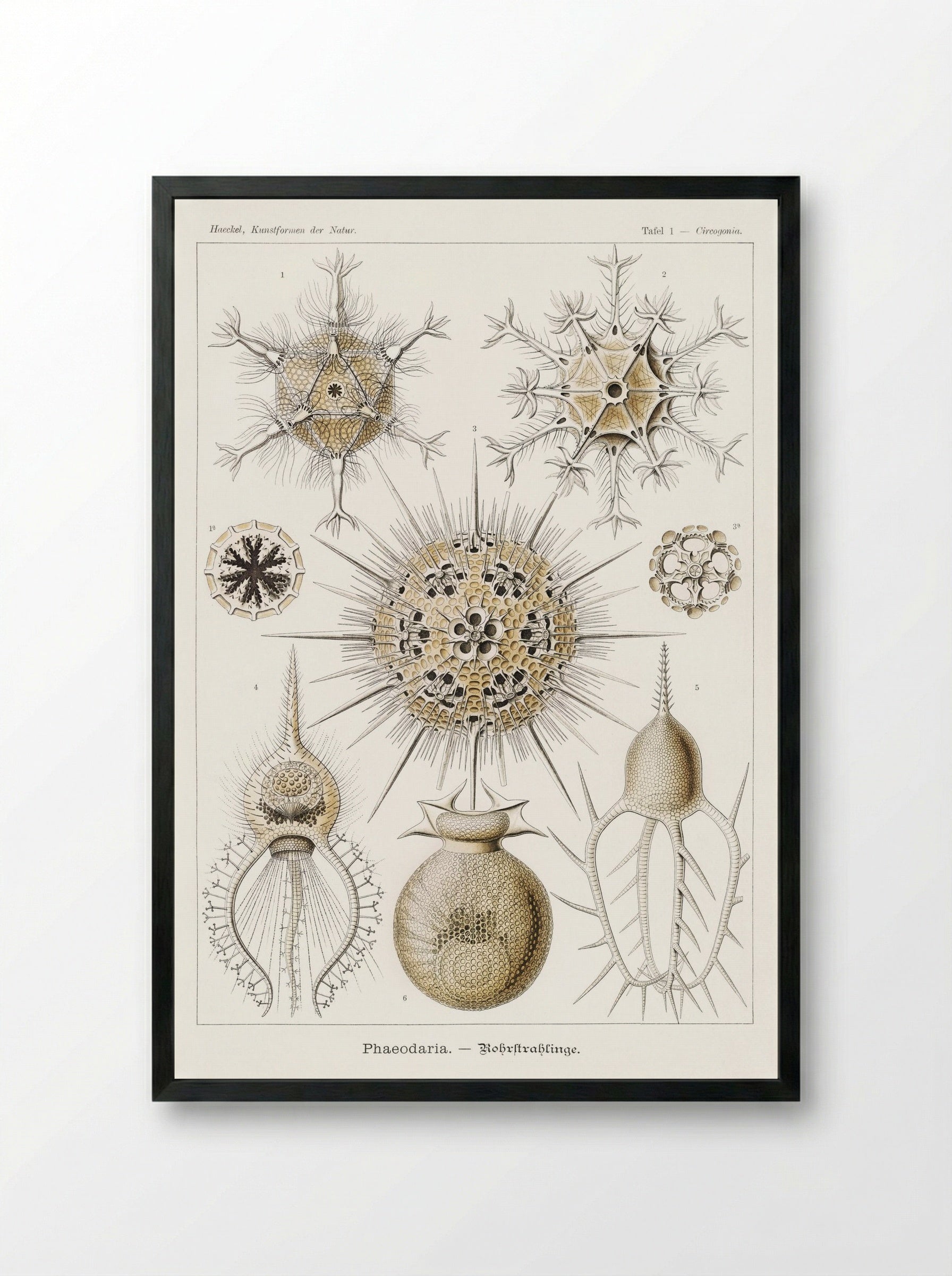 Phaeodaria-Rohrstrahlinge (1904) - Ernst Haeckel - Framed Print Black