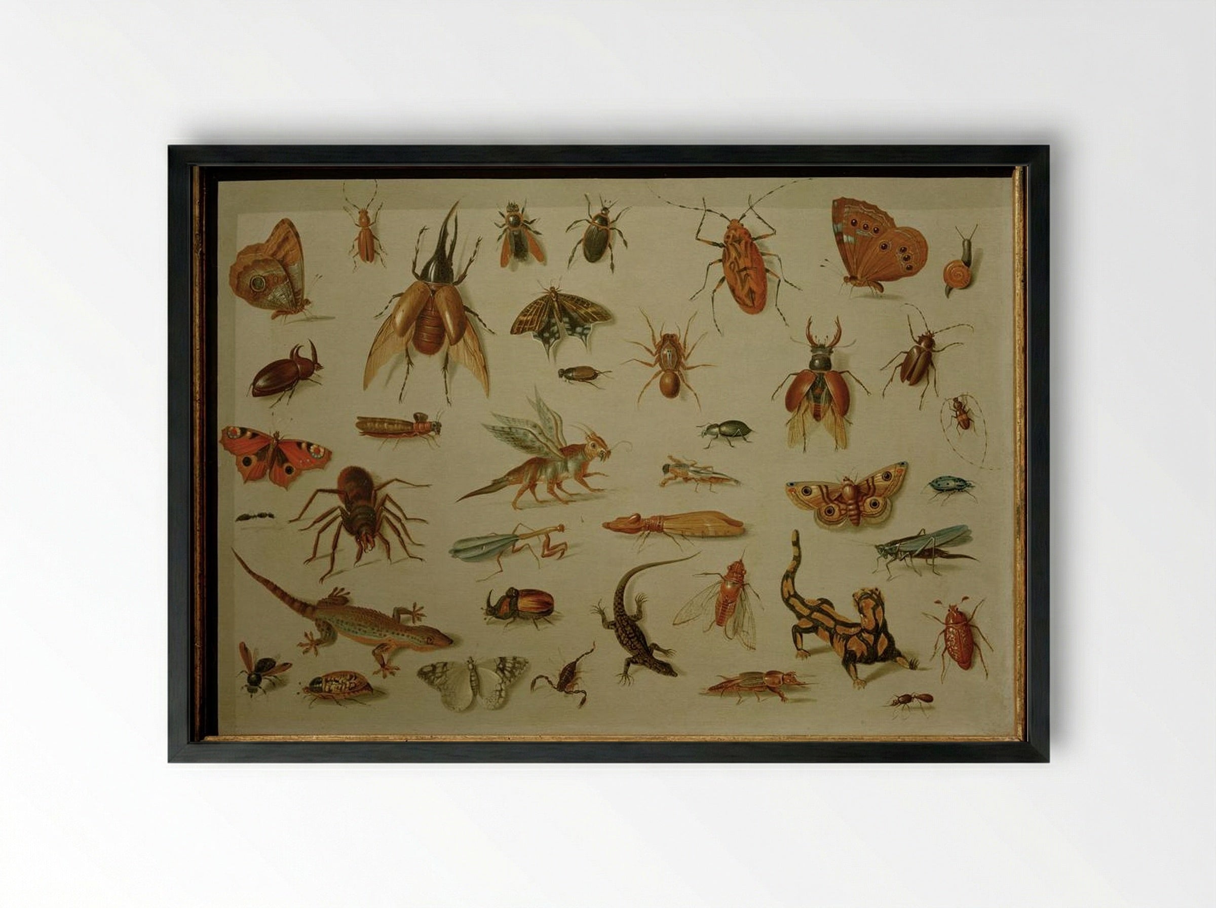 Insects and Reptiles - Jan van Kessel the Elder - Framed Print Black