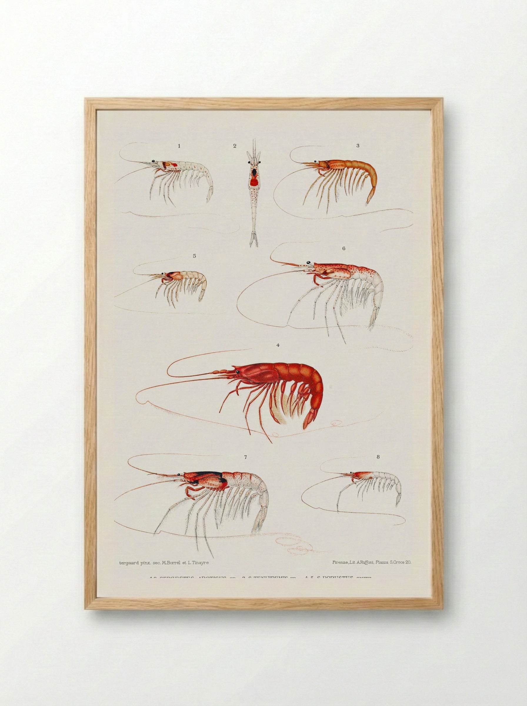 Shrimp Varieties Set Illustration - Albert I of Monaco - Framed Print Wood