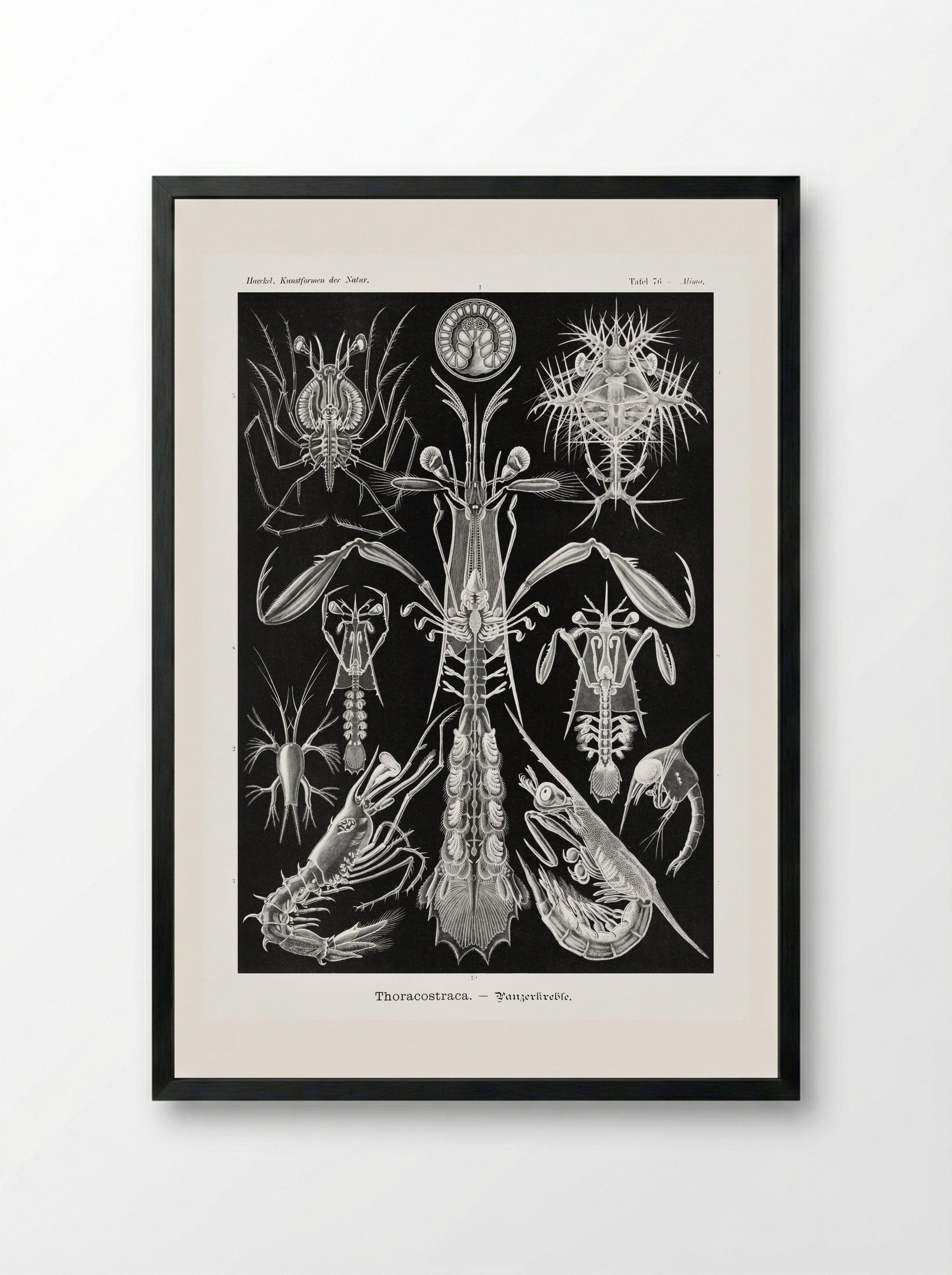 Thoracostraca-Panzerkrebse (1904) - Ernst Haeckel - Framed Print Black