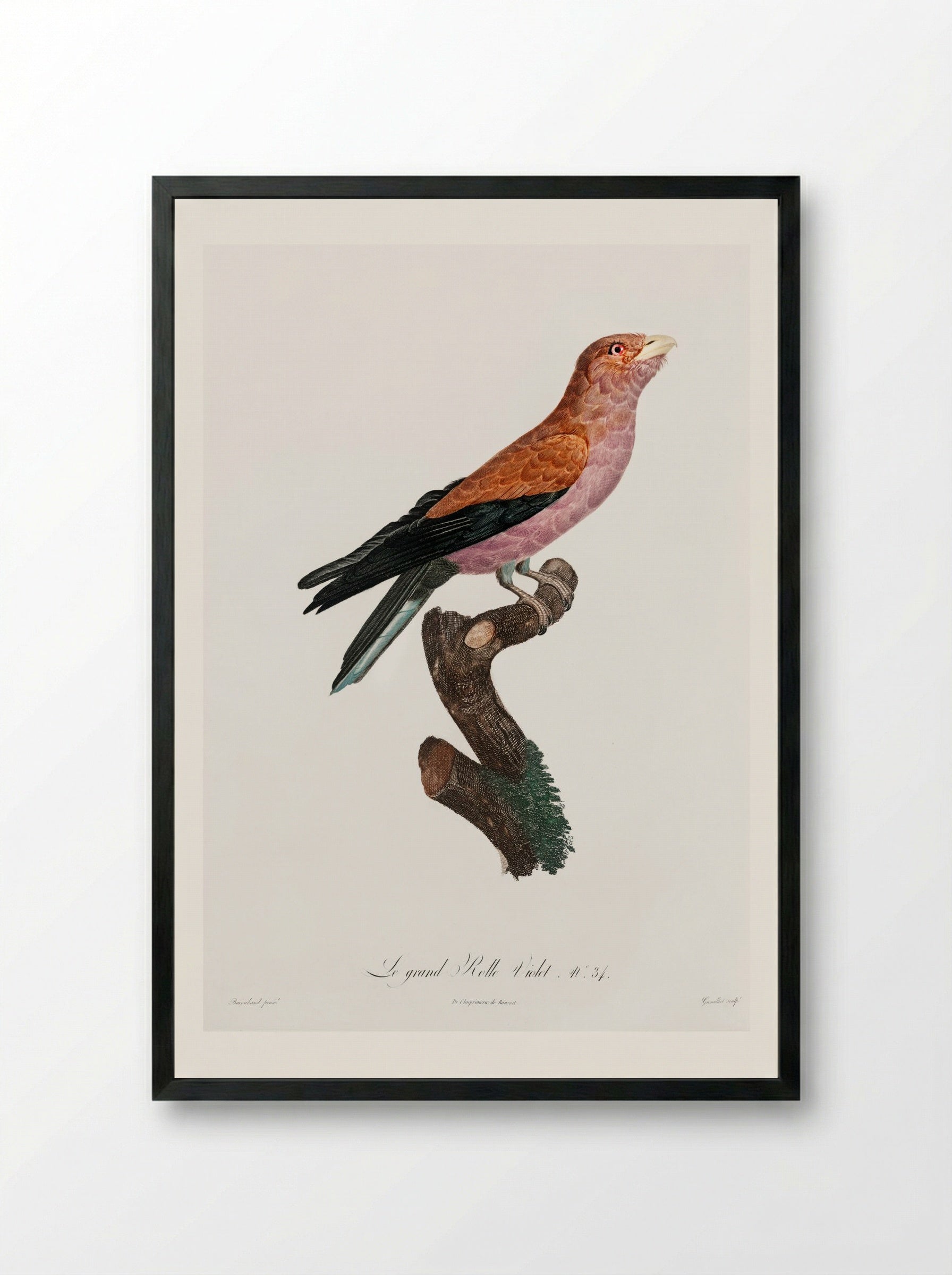 Great Violet Roller - Jacques Barraband - Framed Print Black