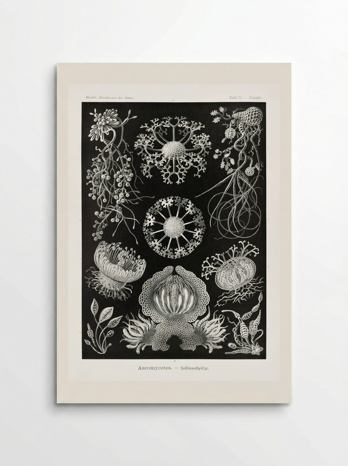 Ascomycetes-Schlauchpilze (1904) - Ernst Haeckel - Poster