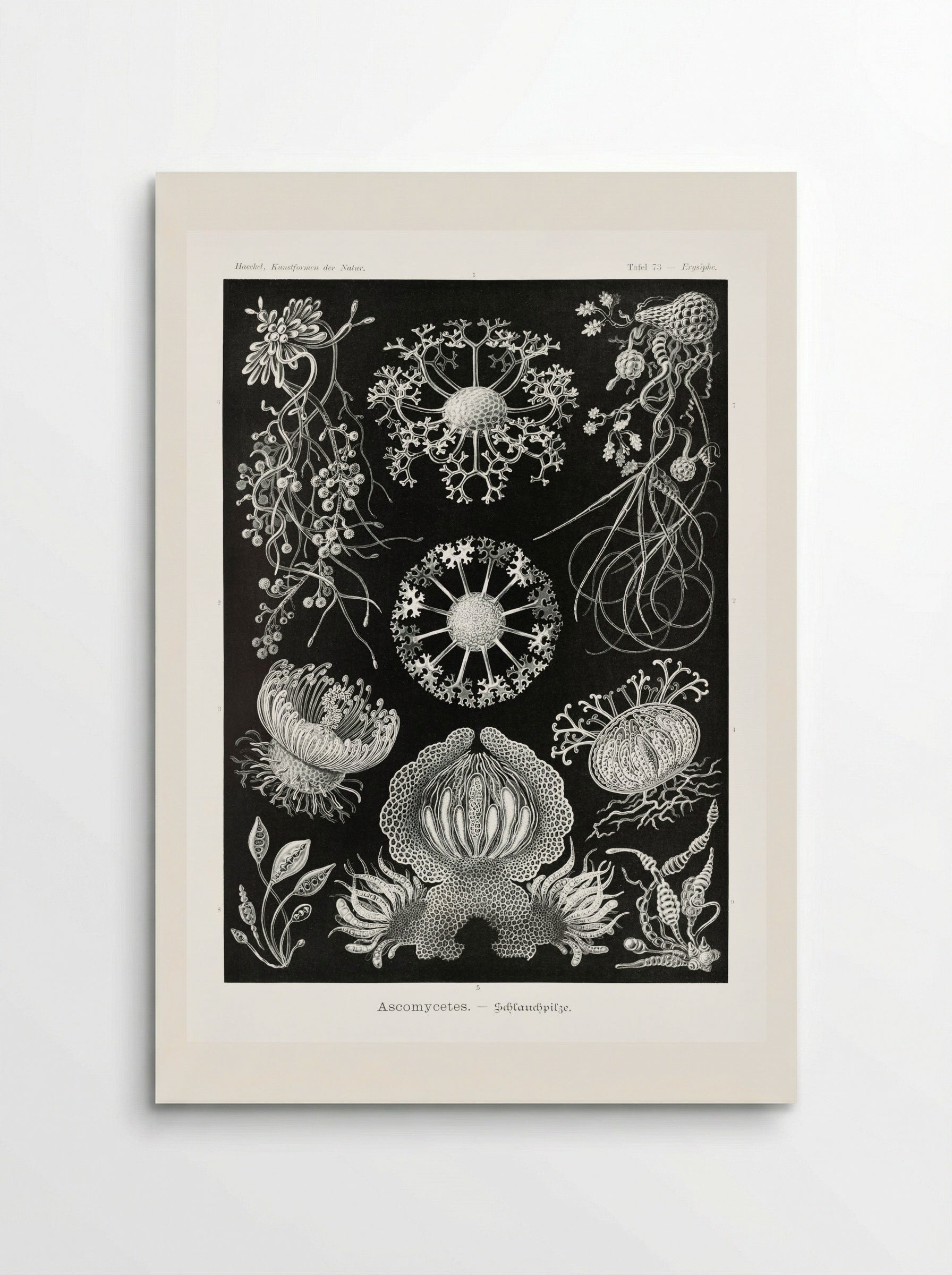 Ascomycetes-Schlauchpilze (1904) - Ernst Haeckel - Poster
