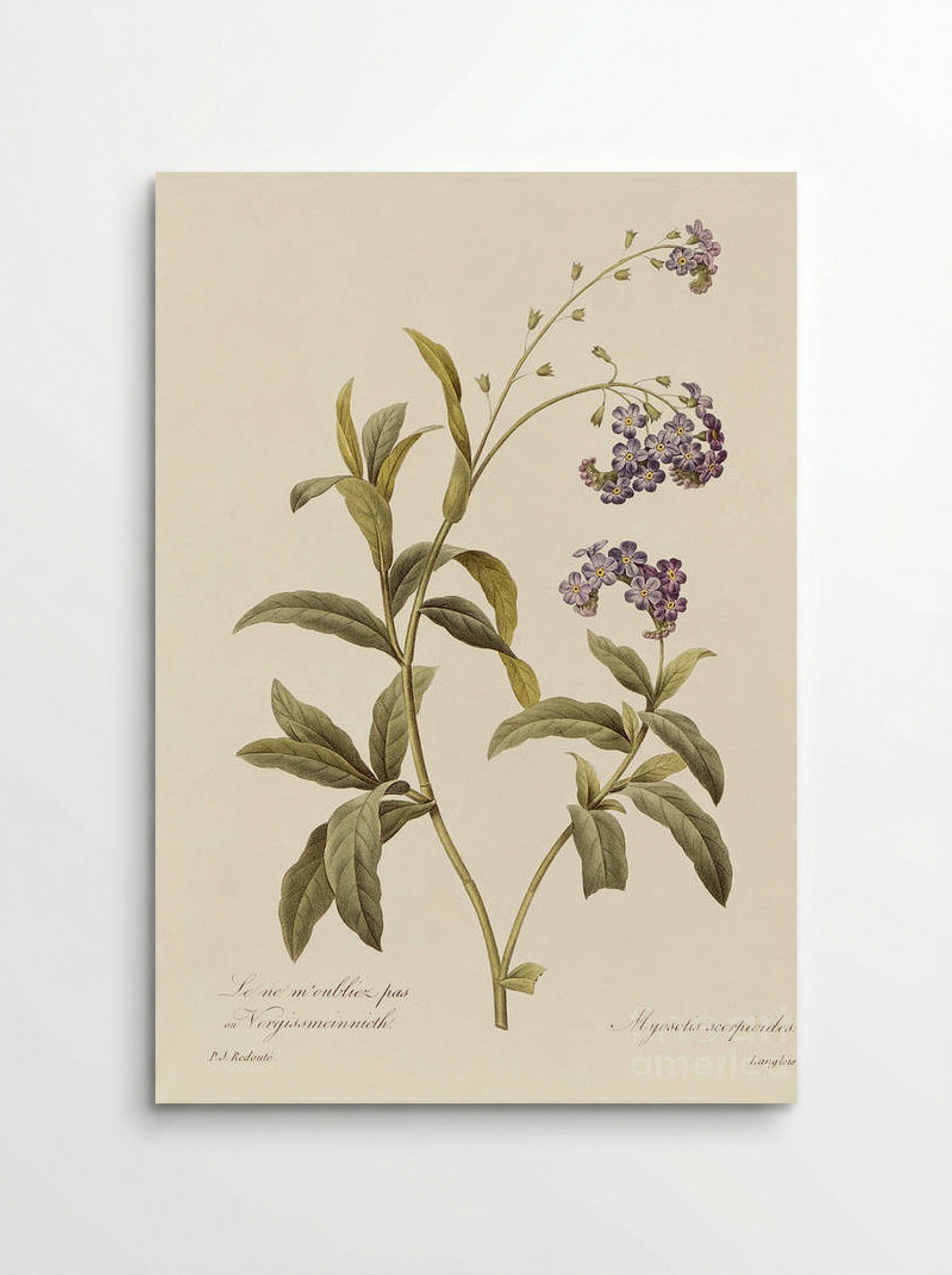 Forget Me Not - Pierre-Joseph Redouté - Poster