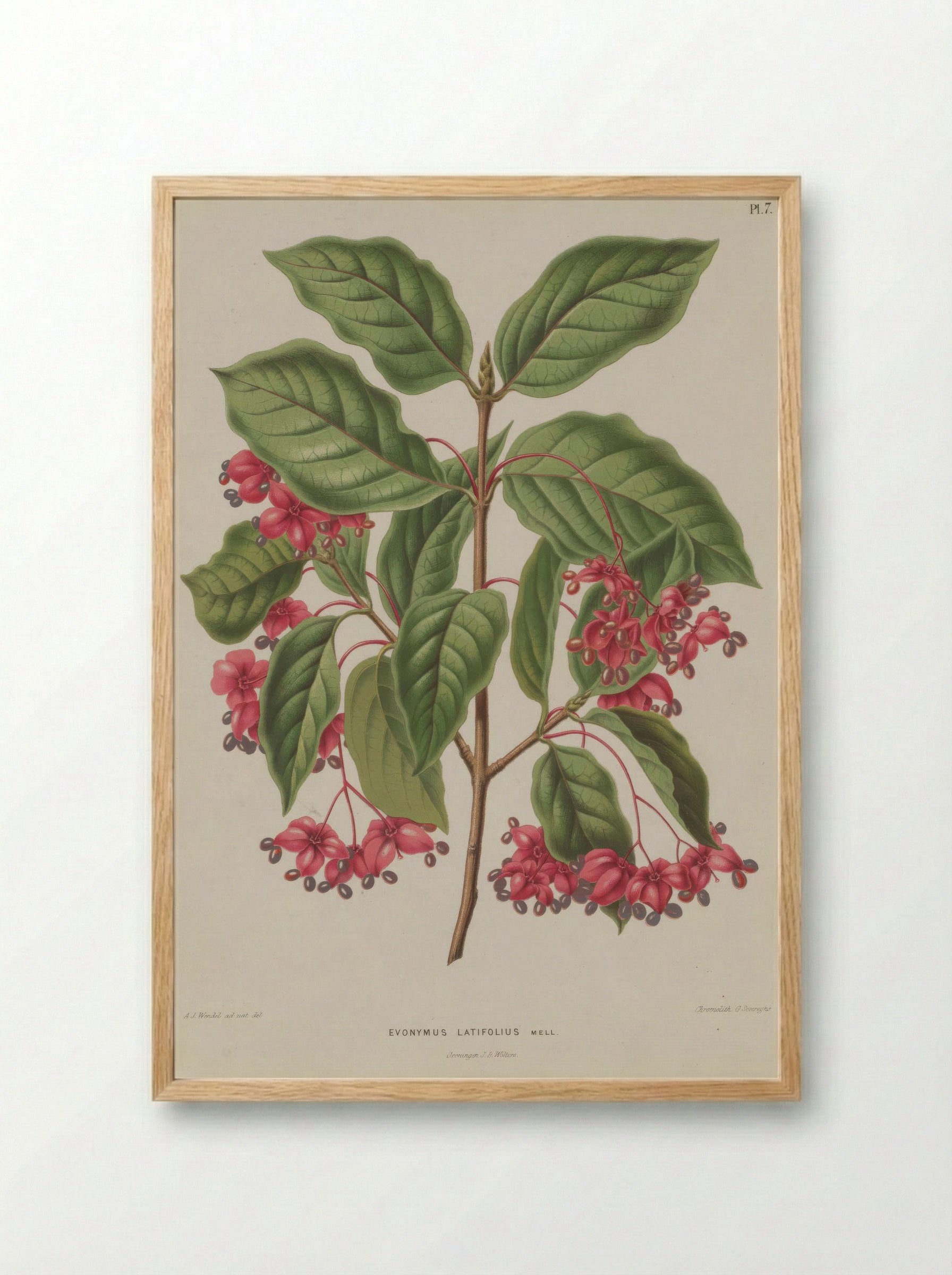 Euonymus Europaeus Var. Latifolius L. - A. J. Wendel - Framed Print Wood