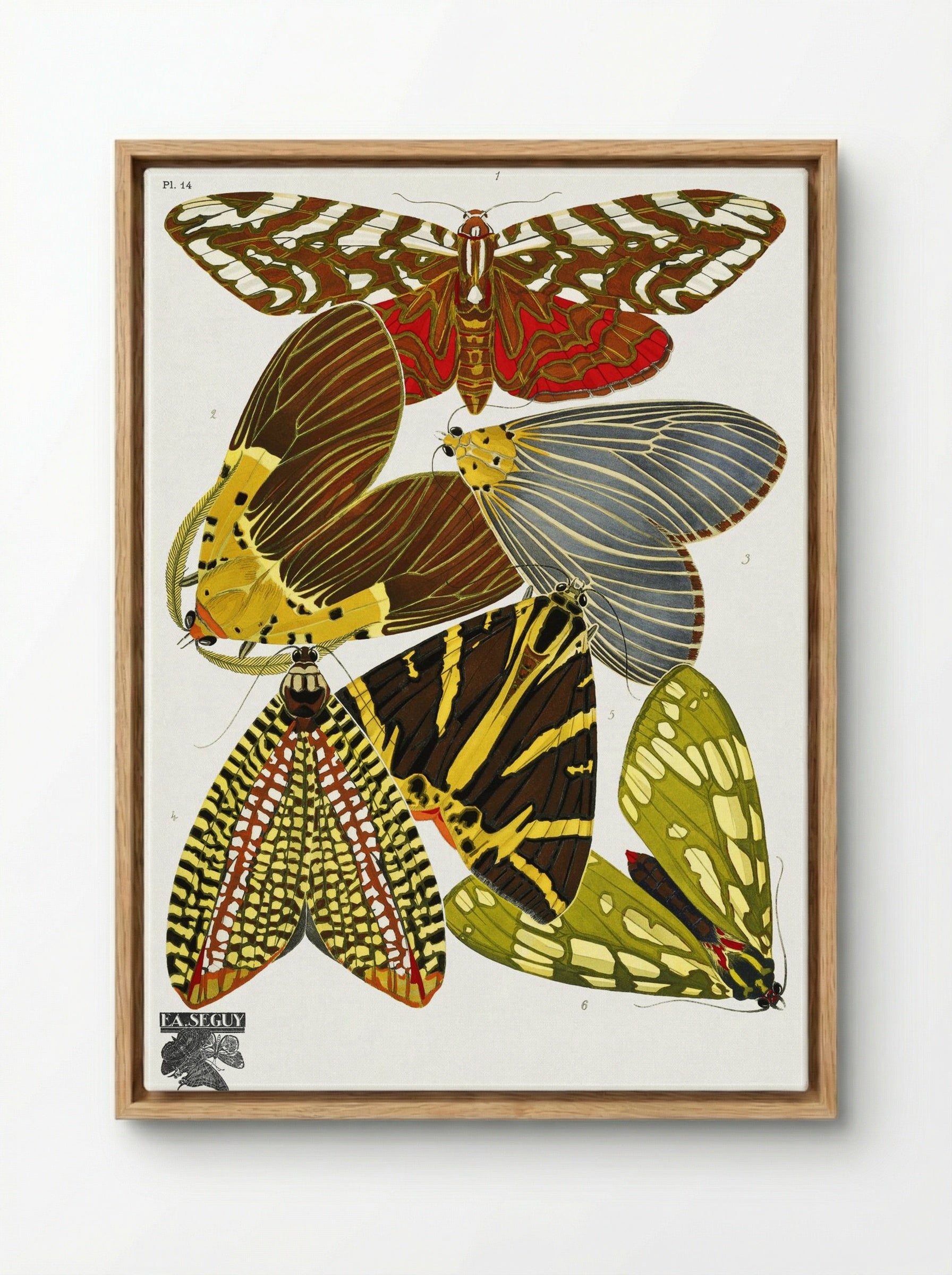 Butterflies, Plate 14 - Émile-Allain Séguy - Framed Canvas Wood