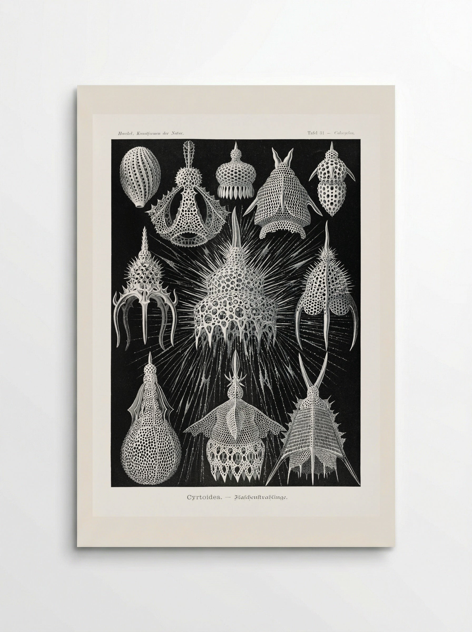 Crytoidea-Flaschenstrahlinge (1904) - Ernst Haeckel - Poster