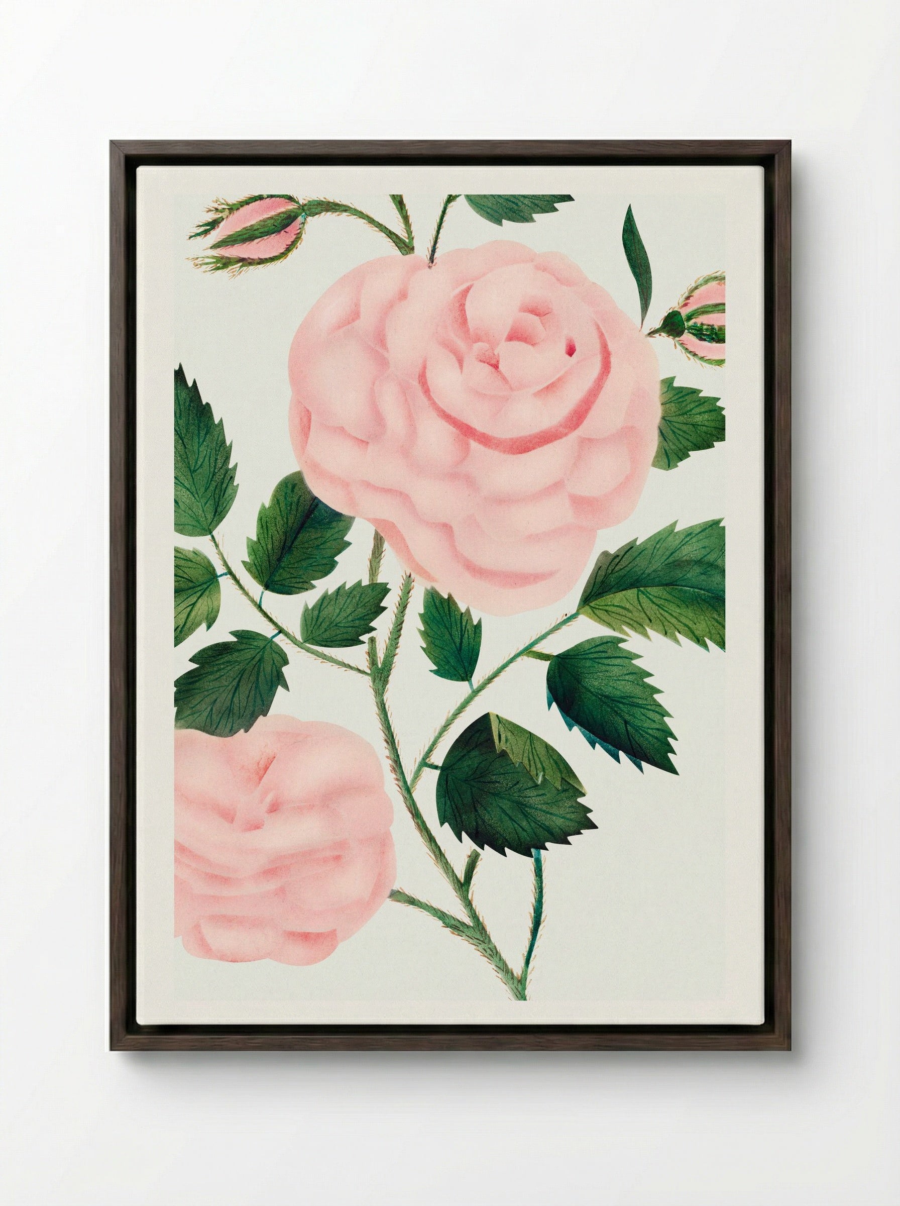 Damask Rose - Mary Altha Nims - Framed Canvas Dark Wood