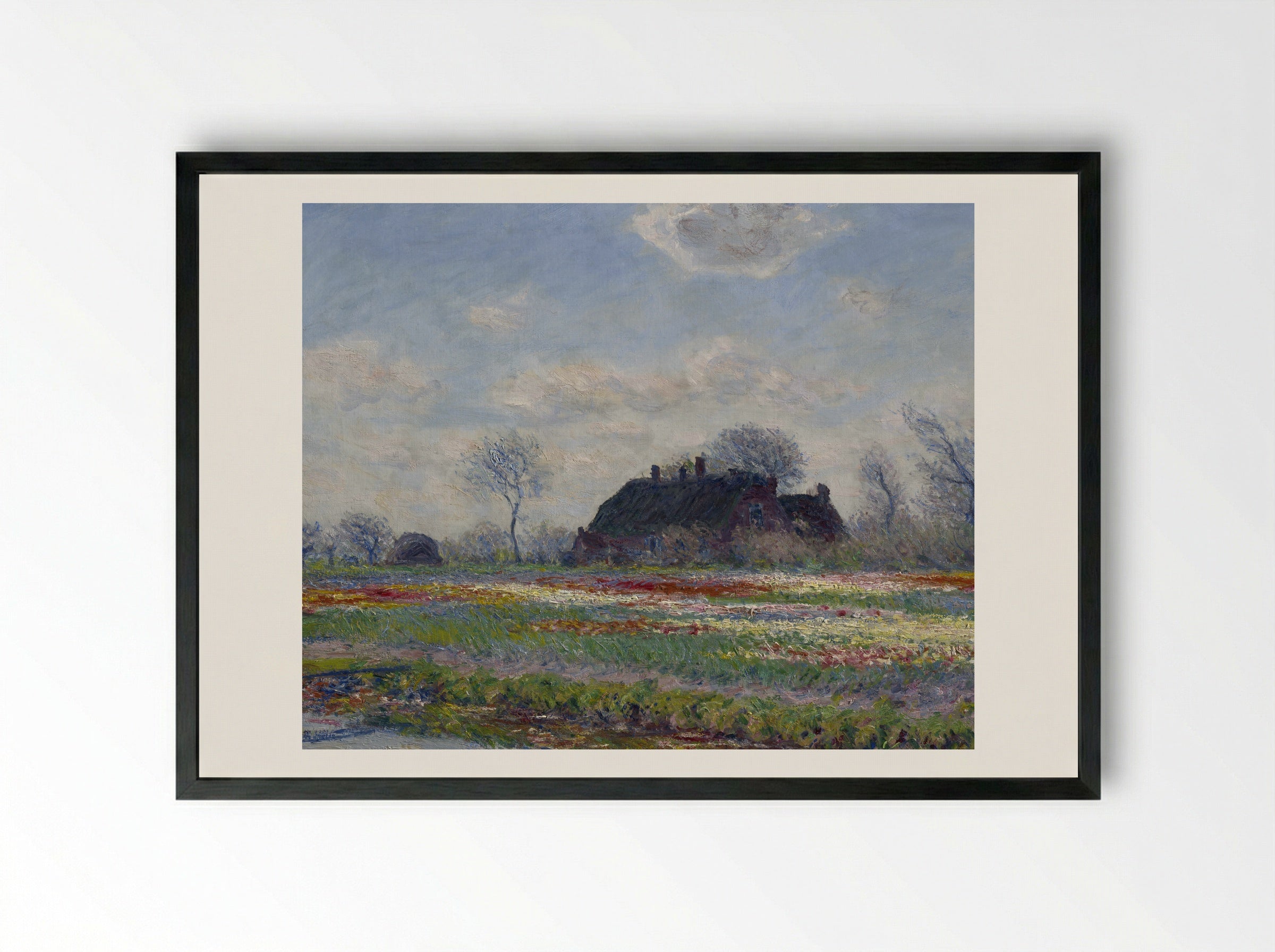 Tulip Fields at Sassenheim - Claude Monet - Framed Print Black
