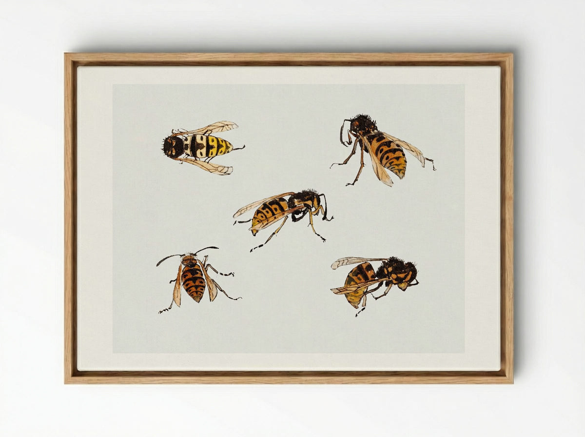 Studies of Wasps - Julie de Graag - Framed Canvas Wood