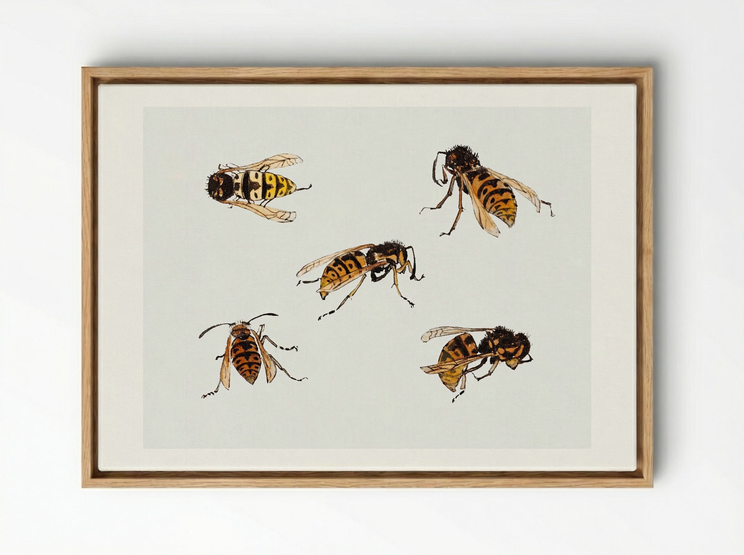 Studies of Wasps - Julie de Graag - Framed Canvas Wood