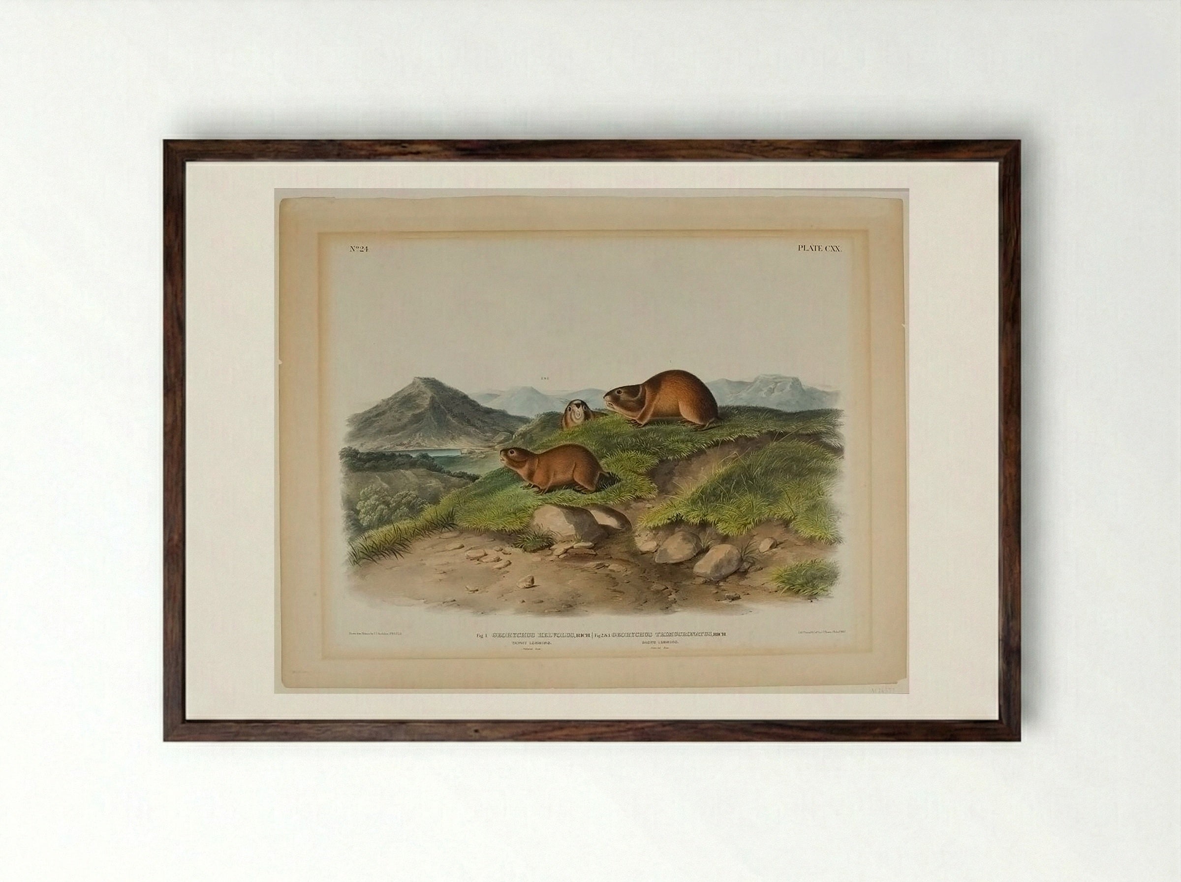Tawny Lemming and Back's Lemming - John James Audubon - Framed Print Dark Wood