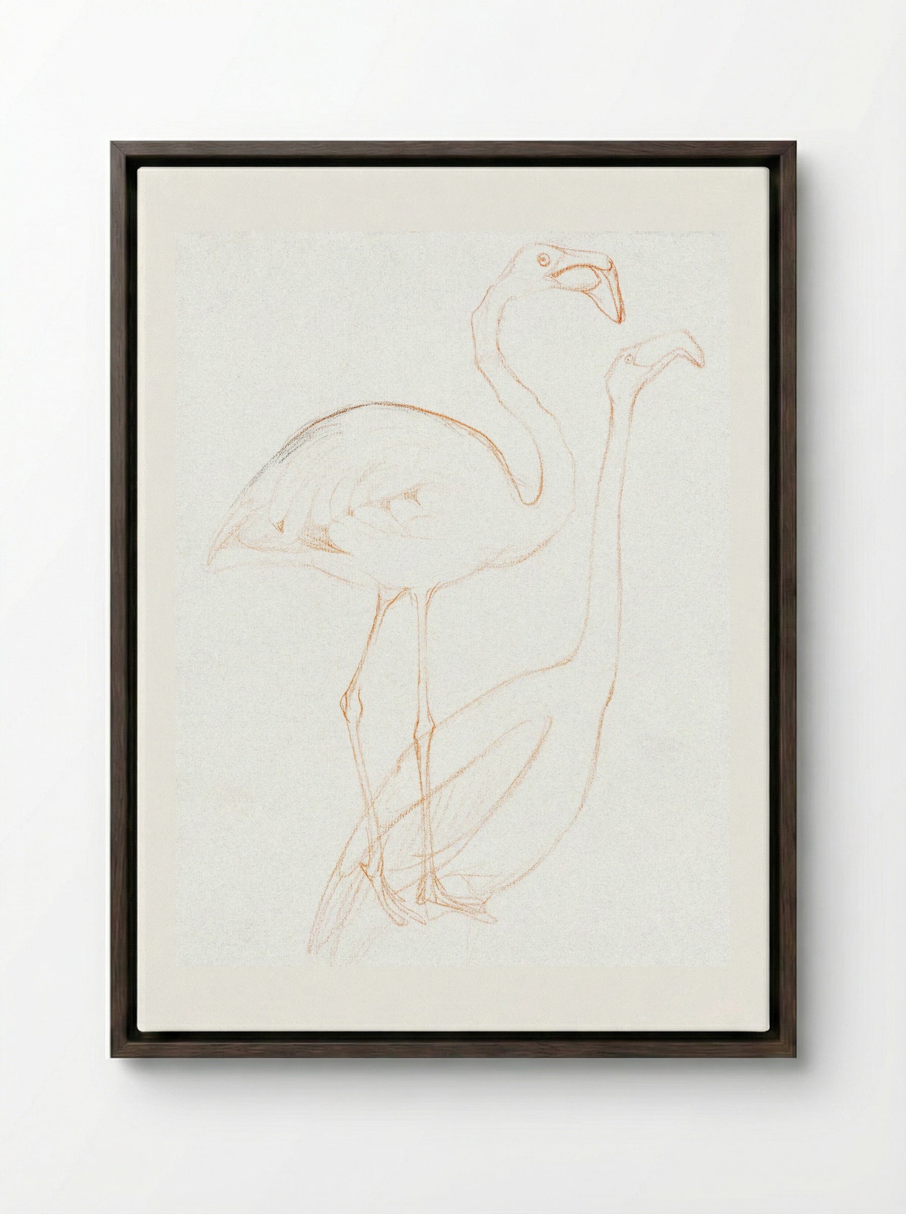 Two Studies of a Flamingo - Theo van Hoytema - Framed Canvas Dark Wood