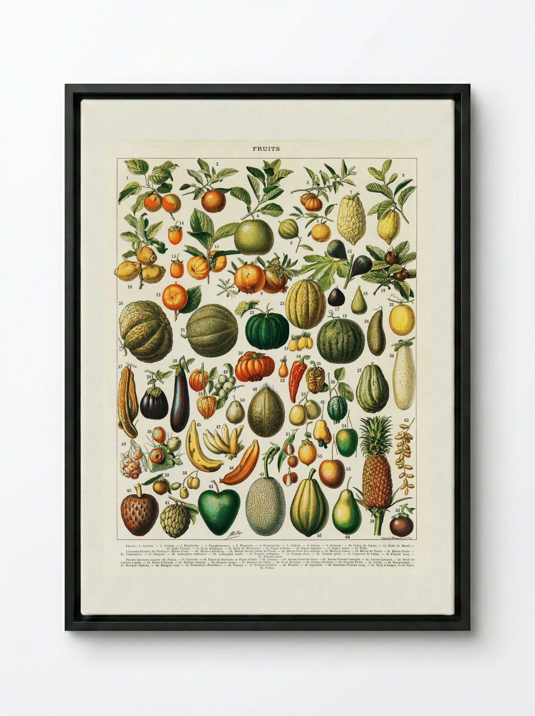 Fruits and Vegetables (Nouveau Larousse Illustré) - Pierre-Auguste Larousse - Framed Canvas Black