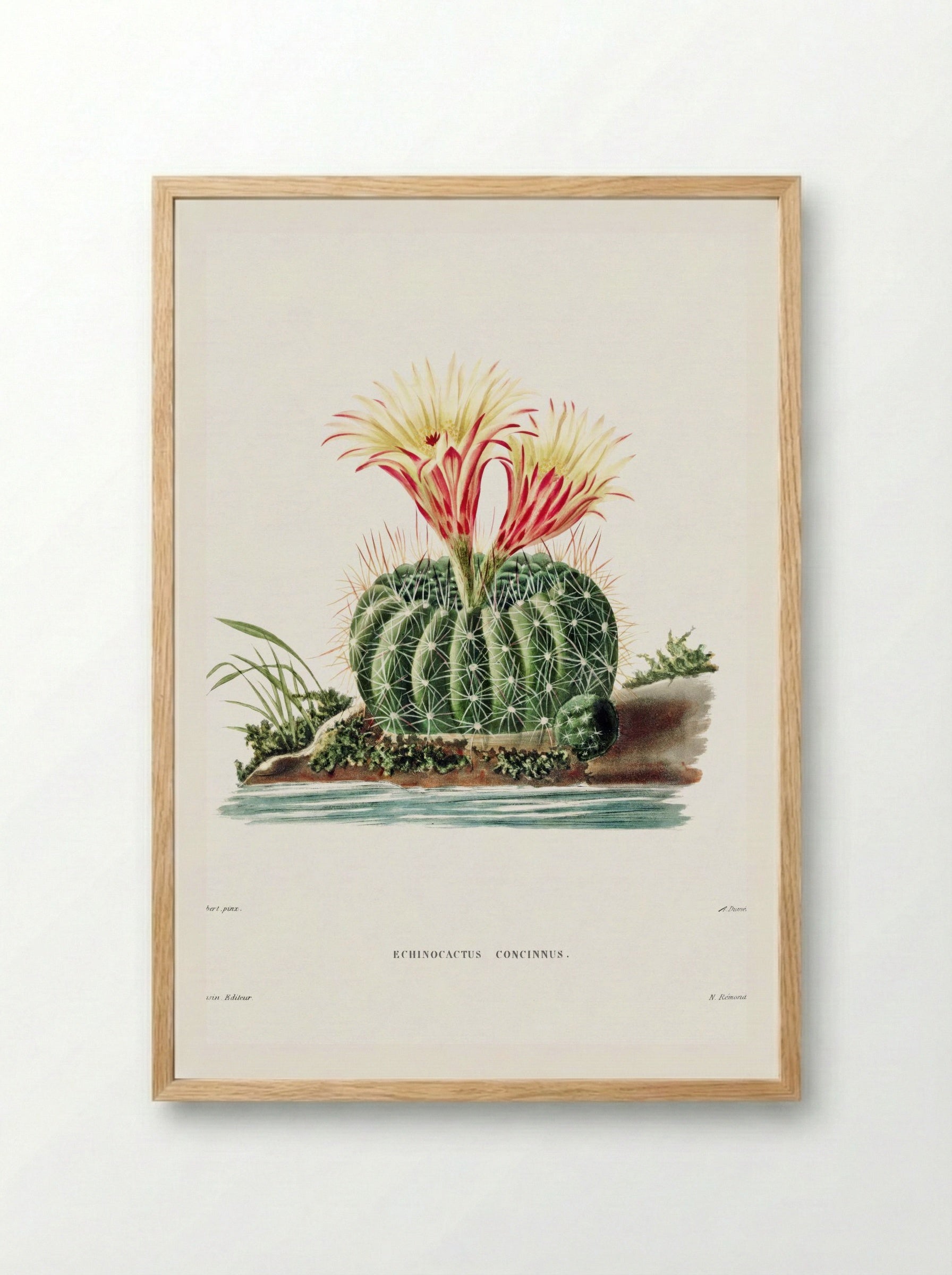 Rainbow Cactus (Echinocactus Pectiniferus) - Charles Antoine Lemaire - Framed Print Wood