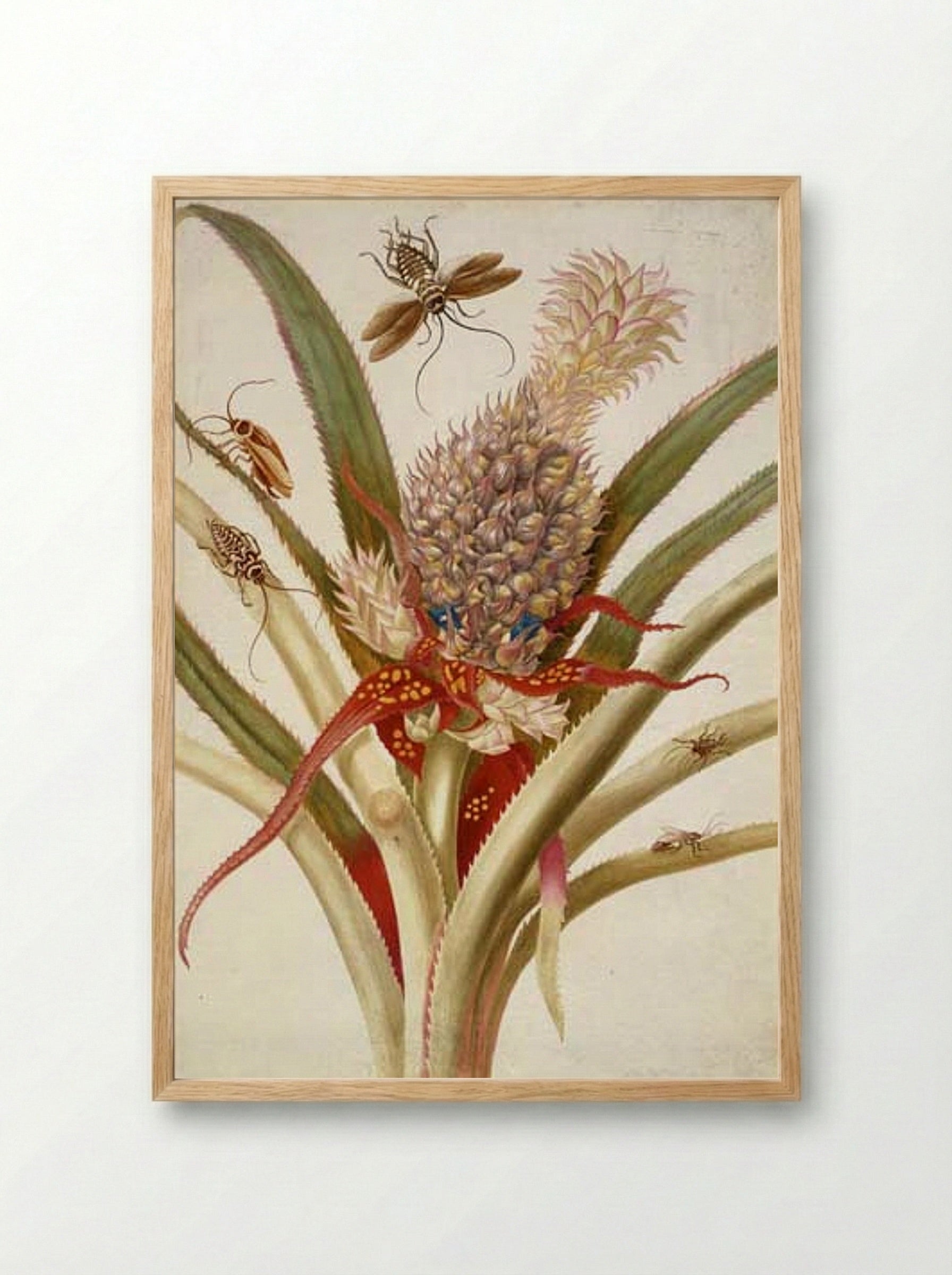 Pineapple and Cockroaches - Maria Sibylla Merian - Framed Print Wood
