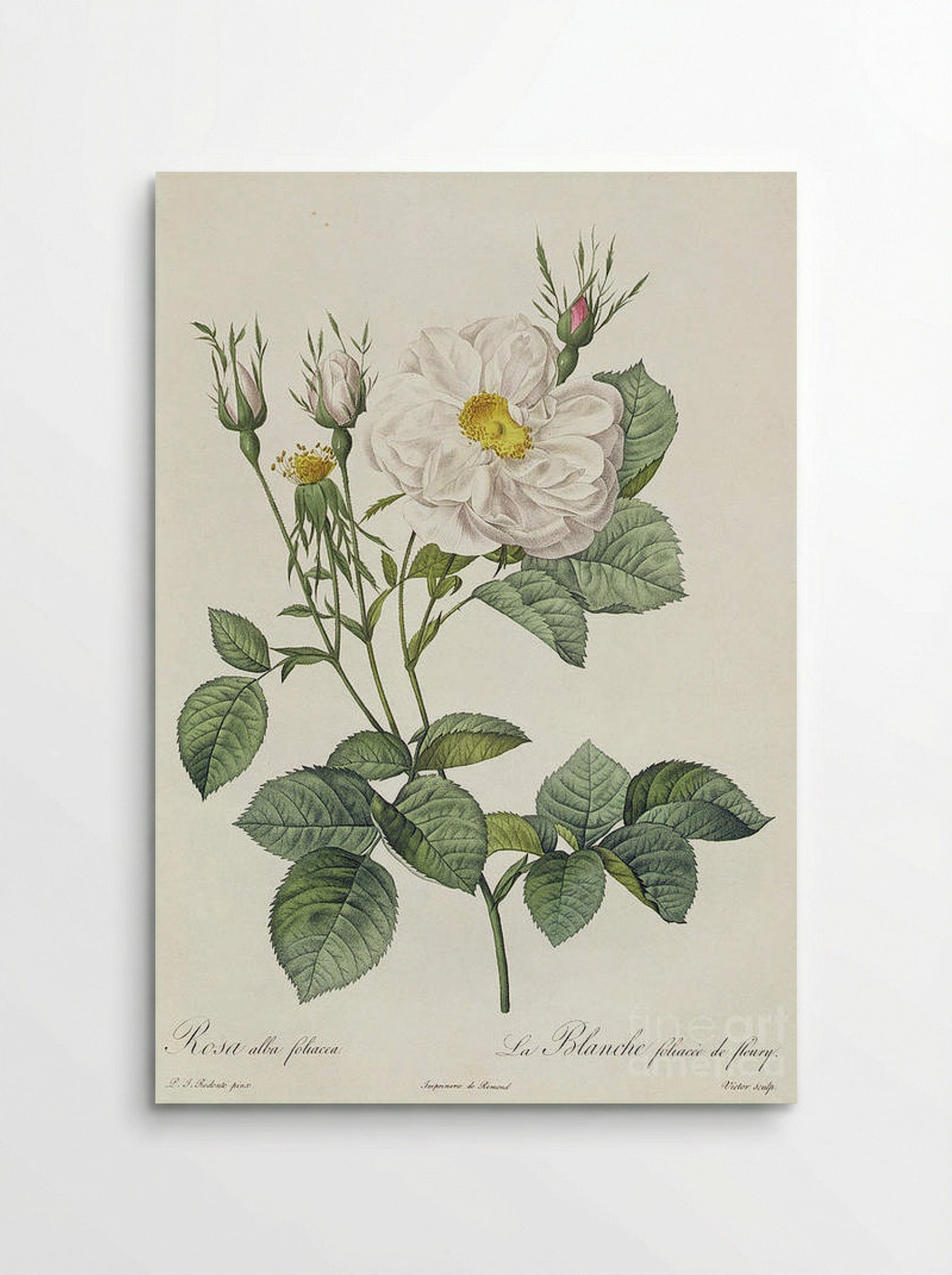 Rosa Alba Foliacea - Pierre-Joseph Redouté - Poster