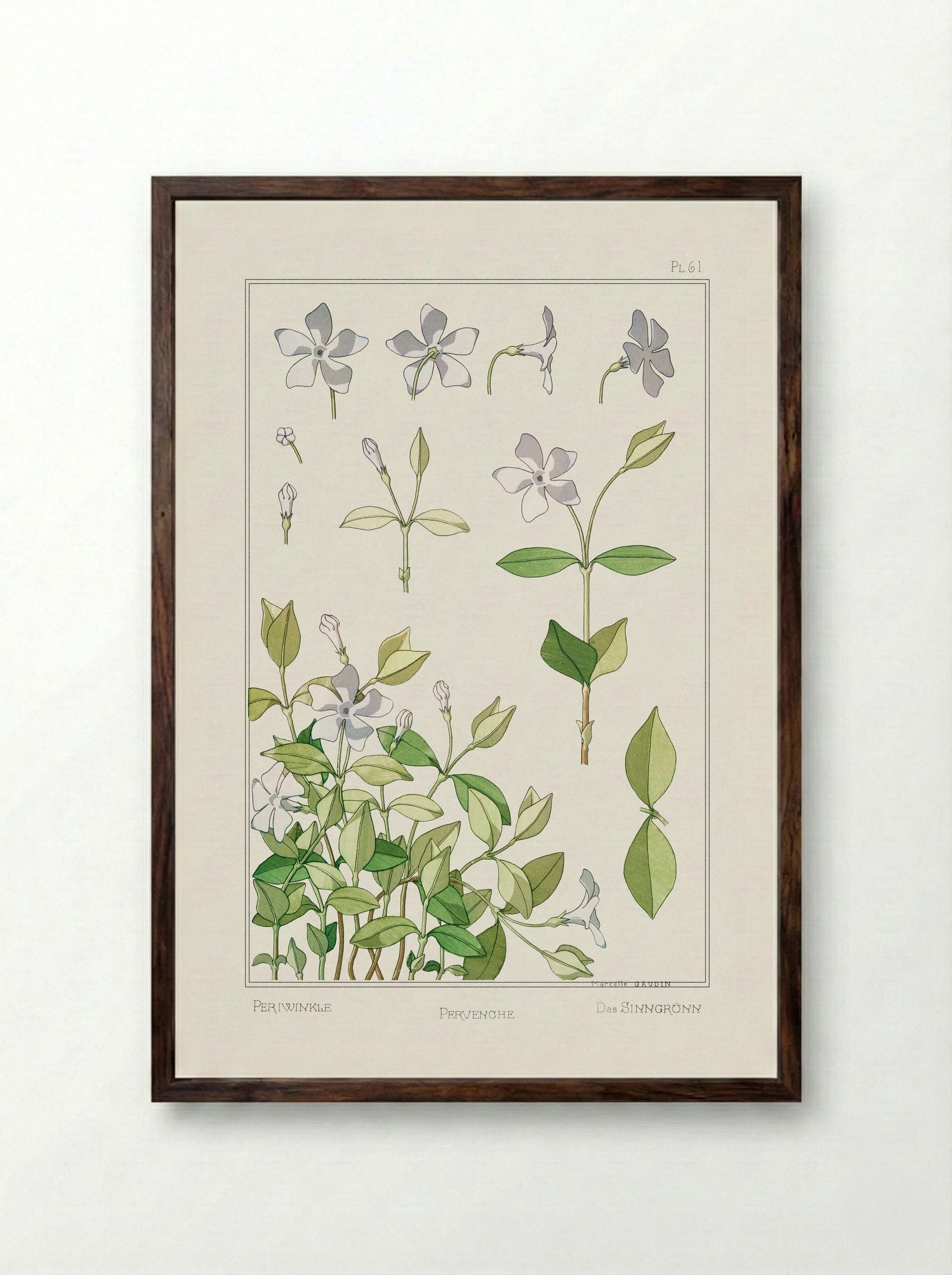 Pervenche (Periwinkle) - Maurice Pillard Verneuil - Framed Print Dark Wood