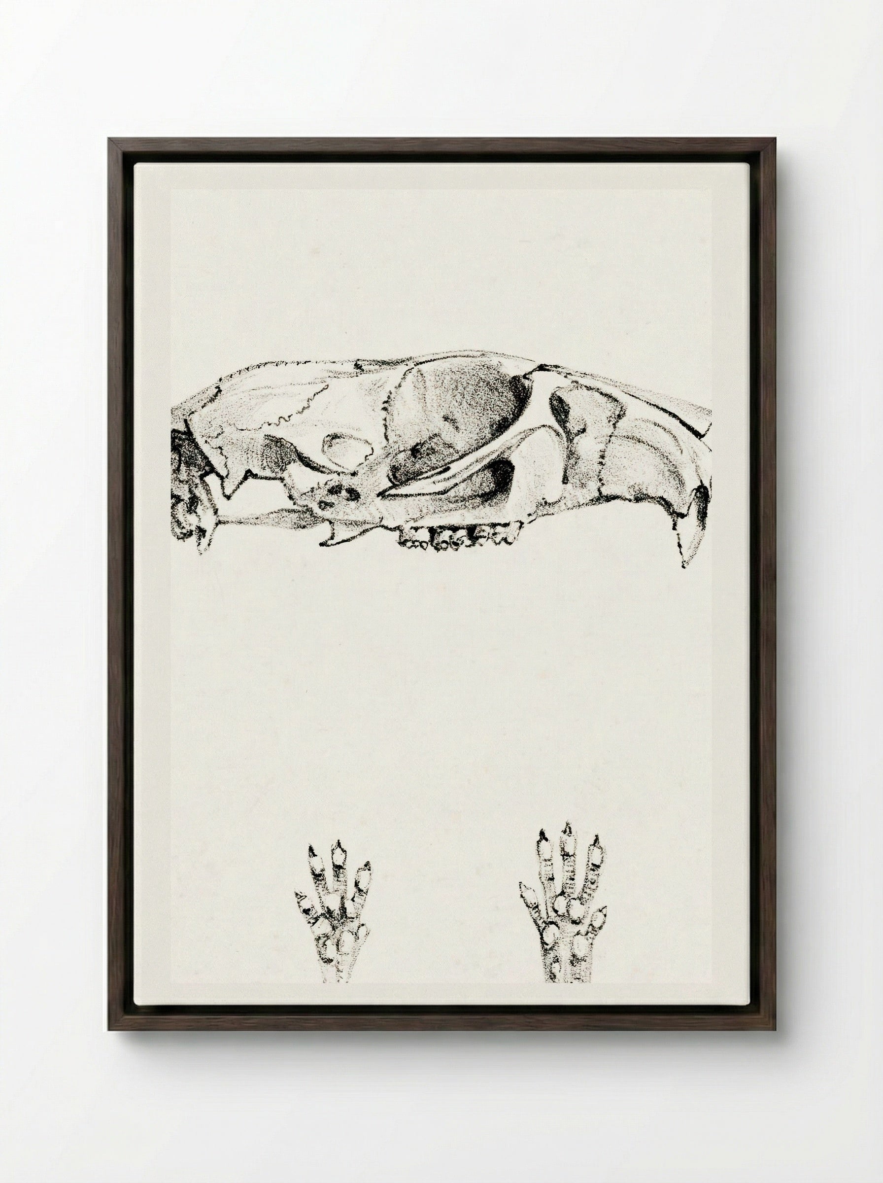 Knaagdierschedels (Rodent Skulls) - Theo van Hoytema - Framed Canvas Dark Wood