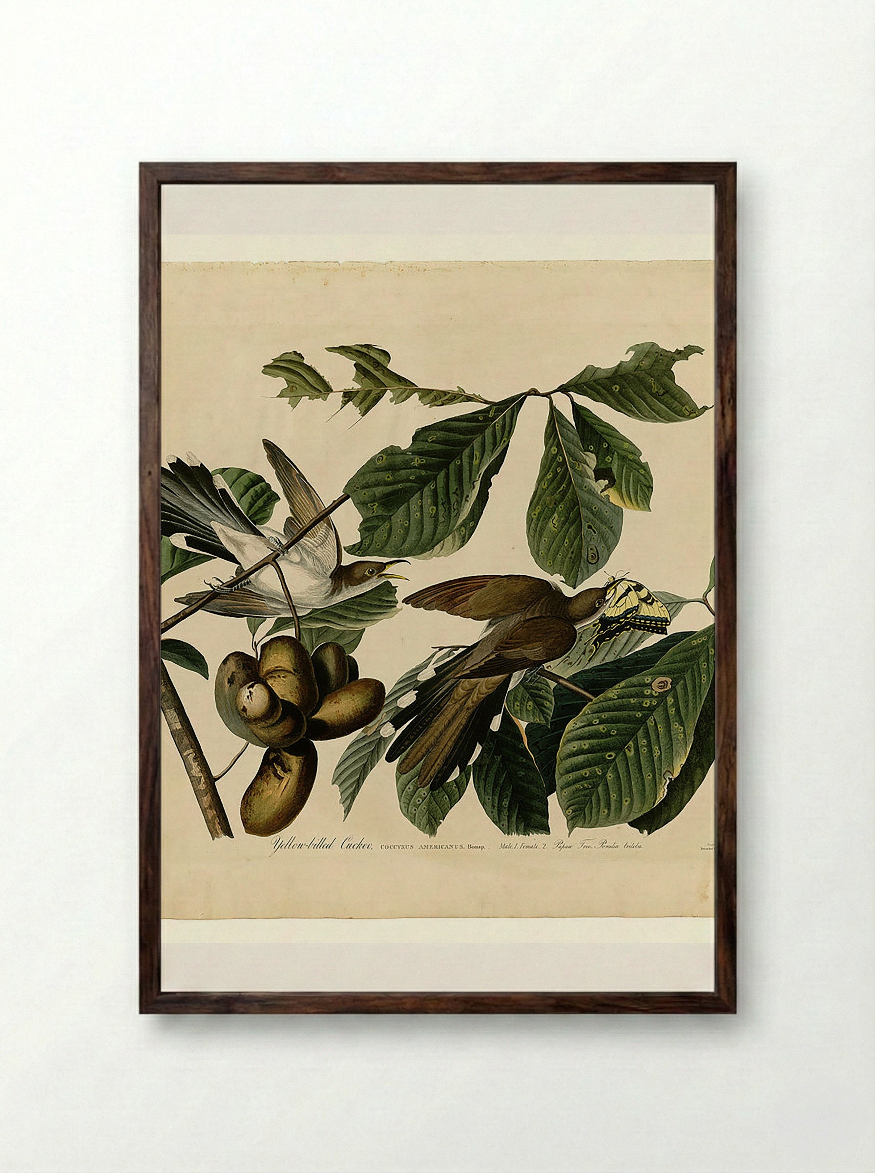 Plate 2. Yellow-billed Cuckoo - John James Audubon - Framed Print Dark Wood