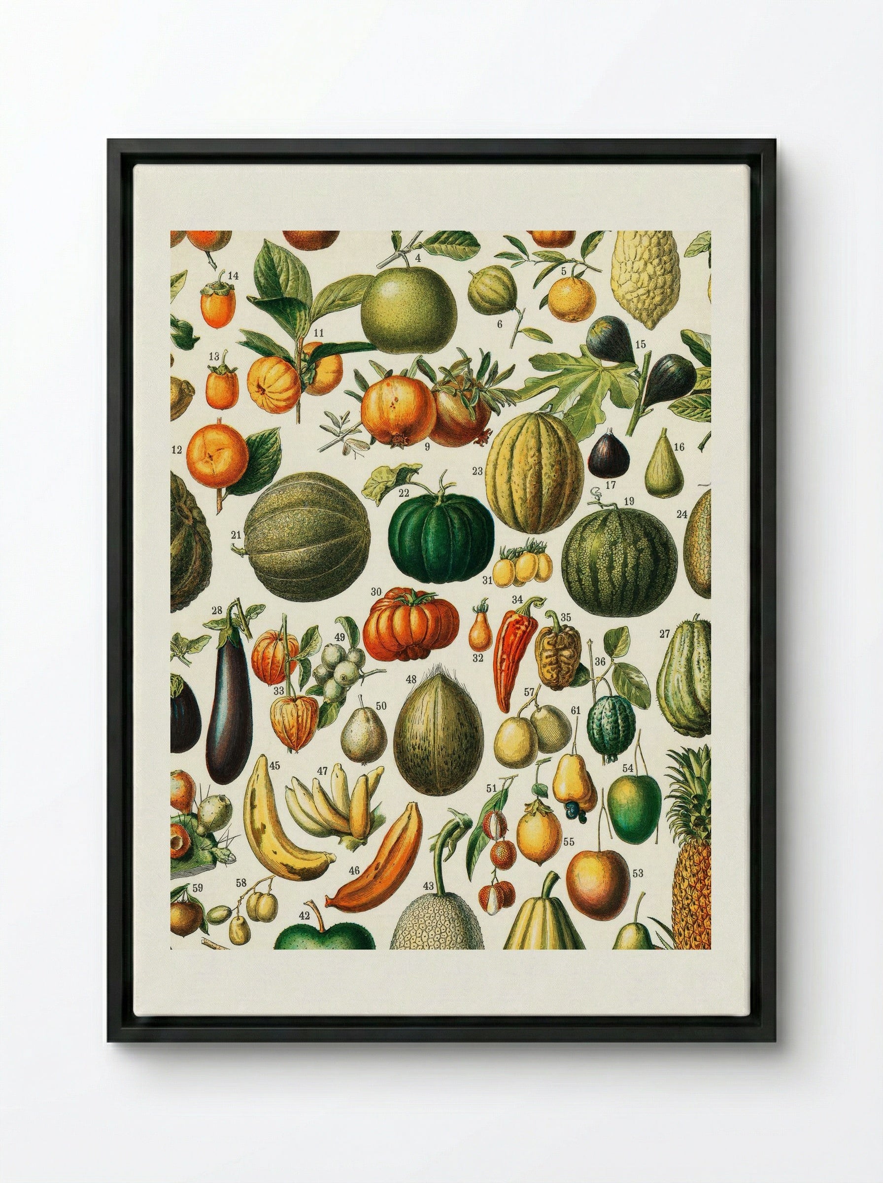 Fruits (from Nouveau Larousse Illustré) - Adolphe Millot - Framed Canvas Black