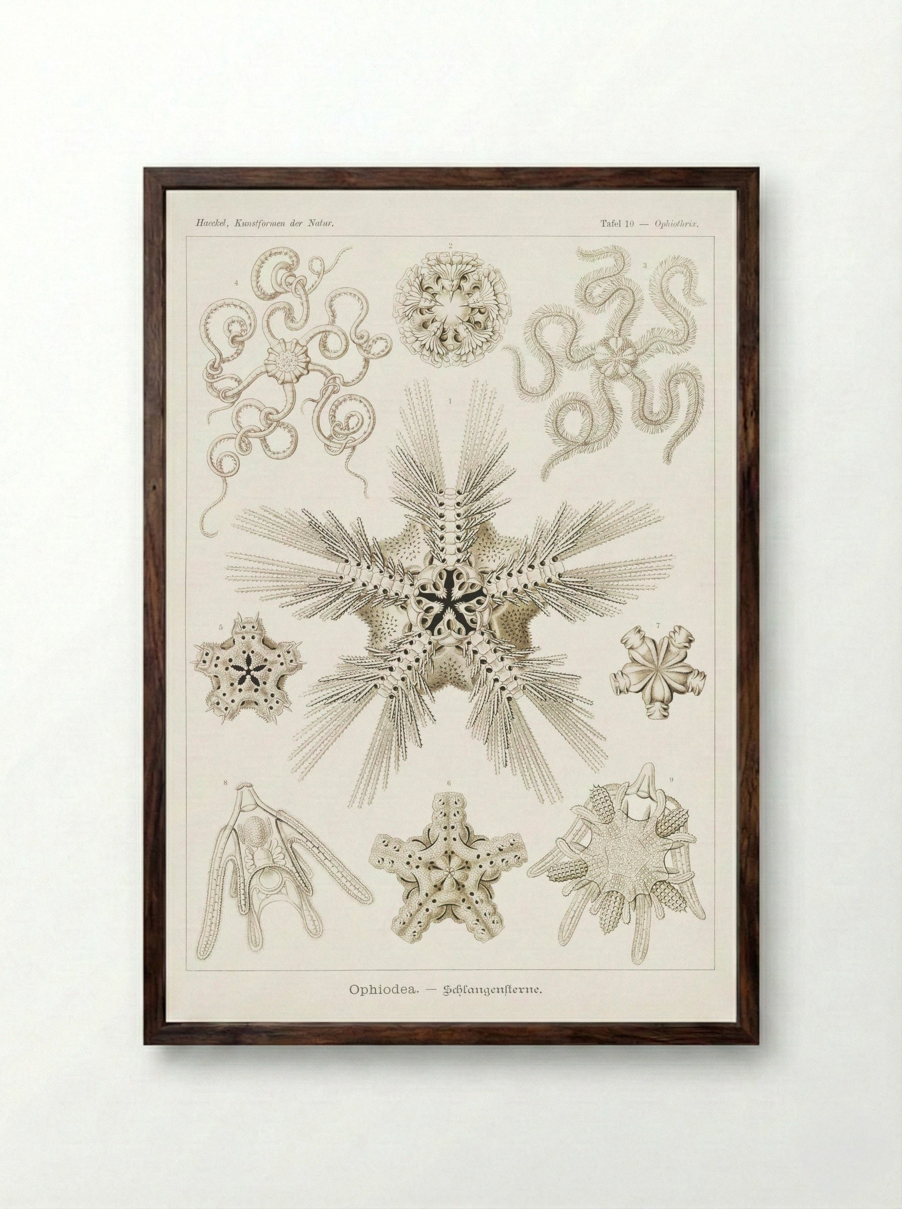 Ophiodea-Schlangensterne (1904) - Ernst Haeckel - Framed Print Dark Wood