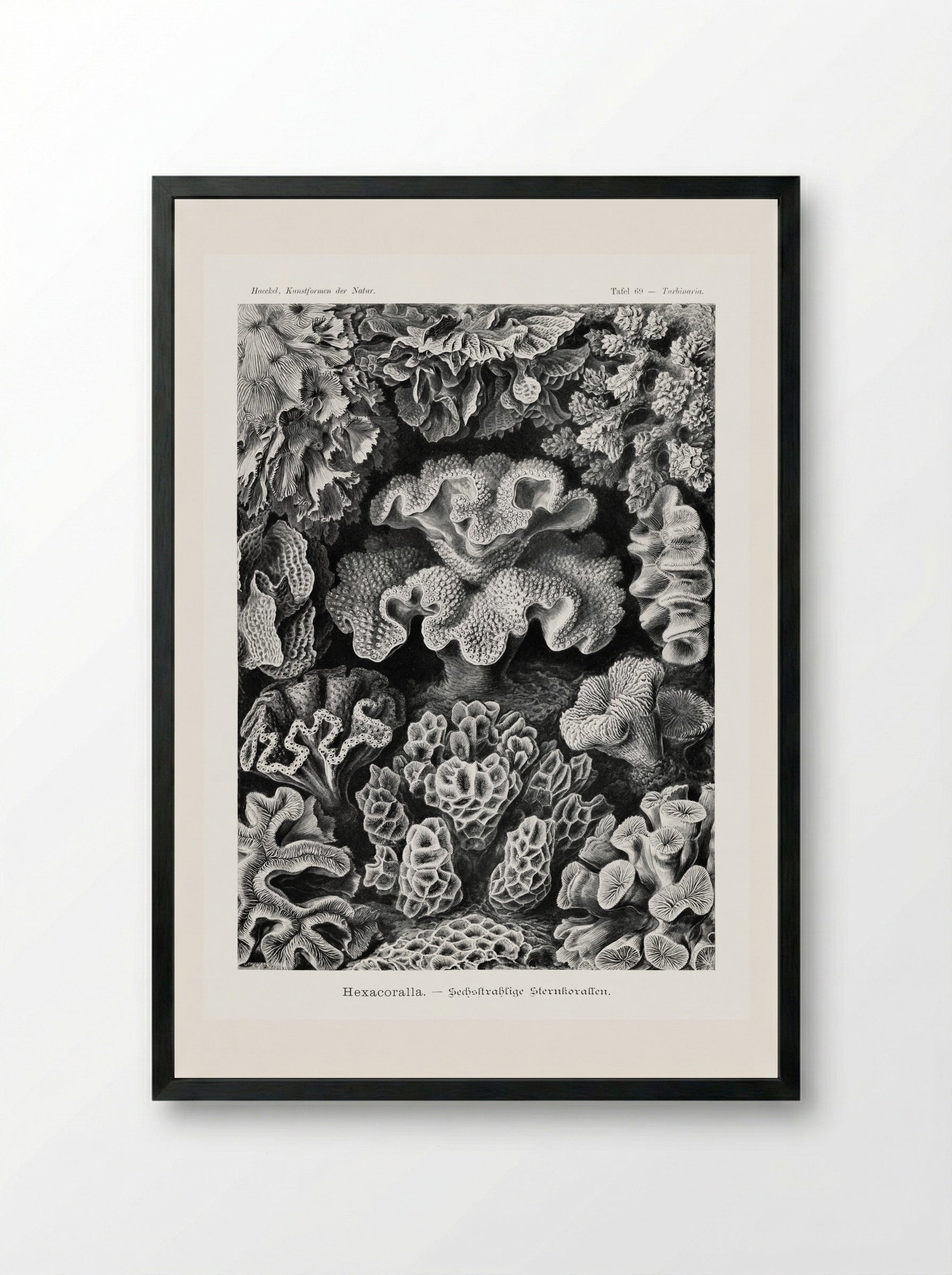 Hexacoralla-Sechsstrahlige Sternkorallen (1904) - Ernst Haeckel - Framed Print Black